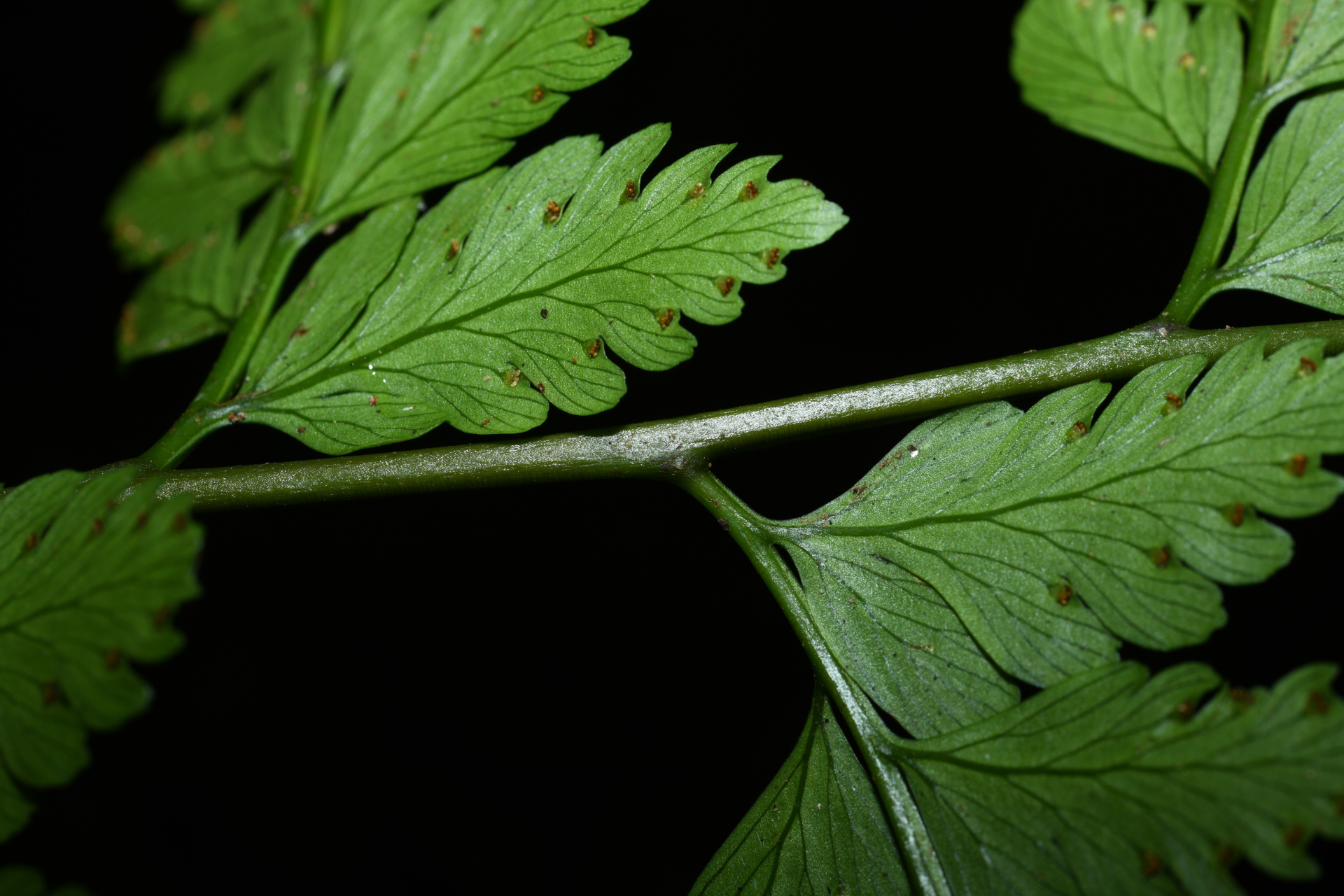 Saccoloma inaequale (Kunze) Mett. - Photo Bivouac Naturaliste