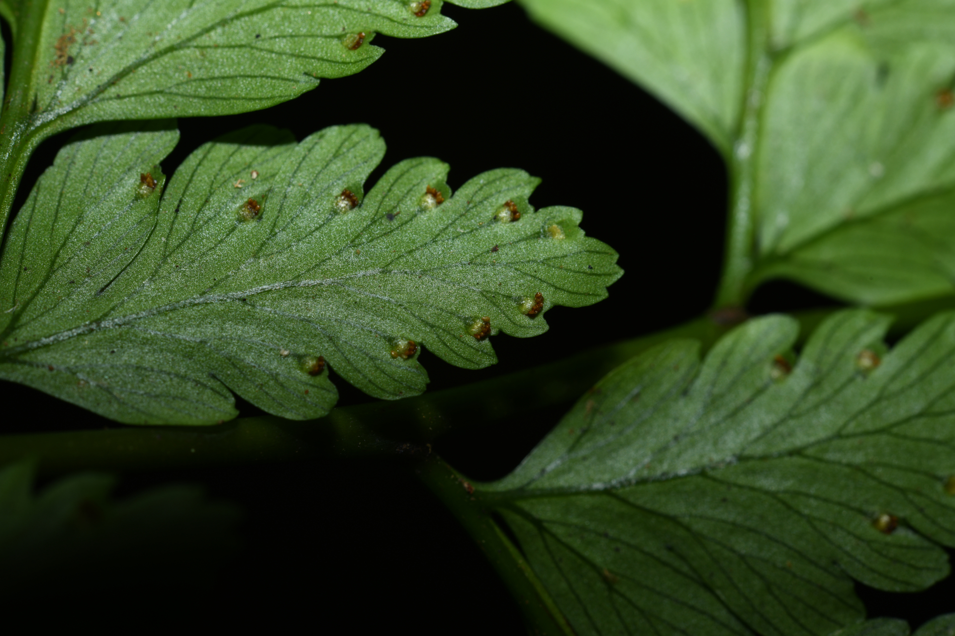 Saccoloma inaequale (Kunze) Mett. - Photo Bivouac Naturaliste