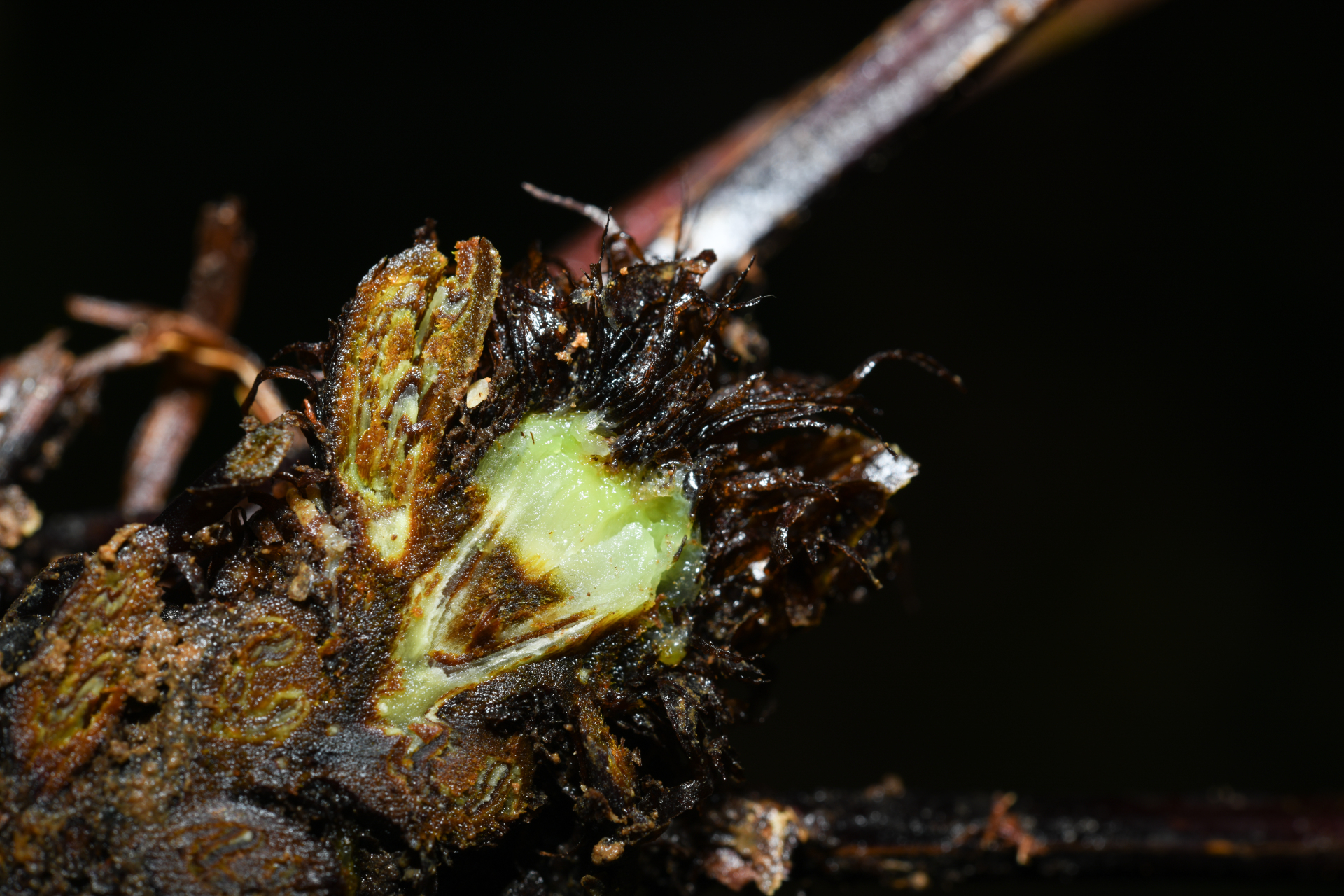 Saccoloma inaequale (Kunze) Mett. - Photo Bivouac Naturaliste