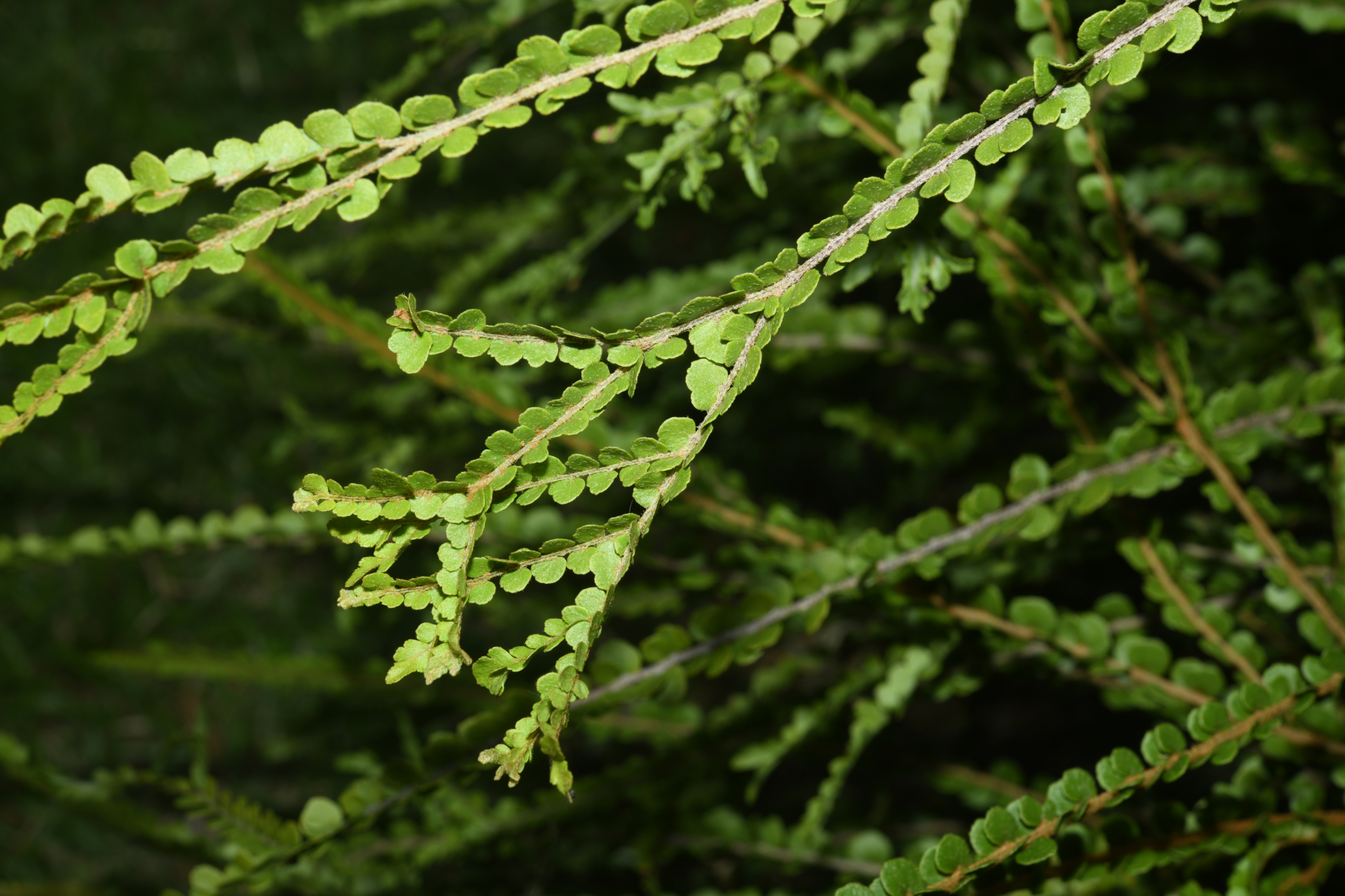 Nephrolepis duffii T.Moore - Photo Bivouac Naturaliste