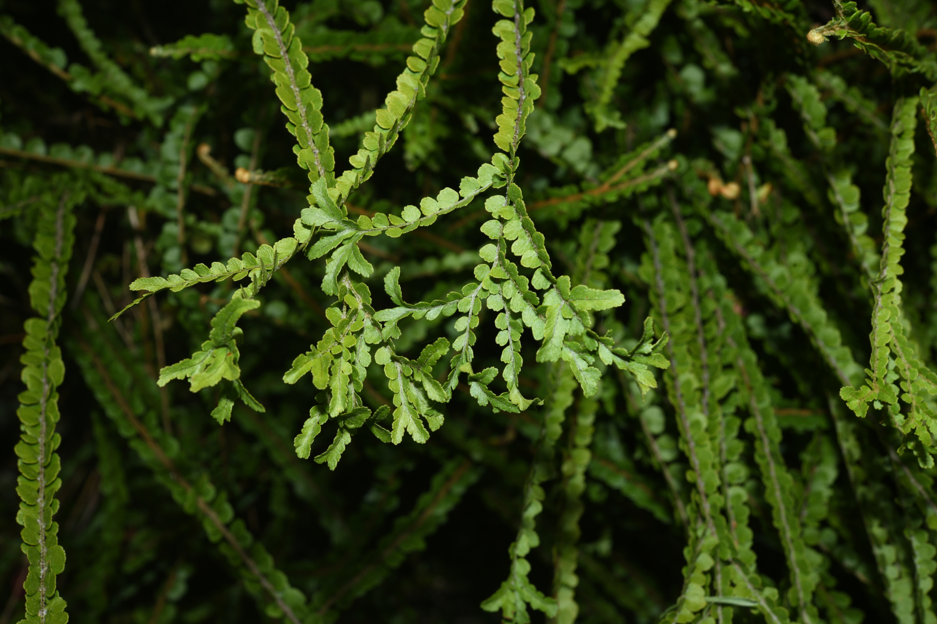 Nephrolepis duffii T.Moore - Photo Bivouac Naturaliste