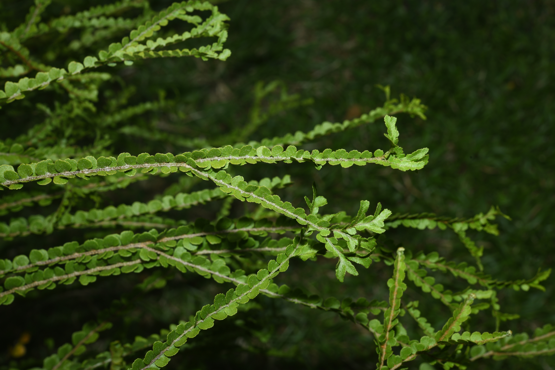 Nephrolepis duffii T.Moore - Photo Bivouac Naturaliste
