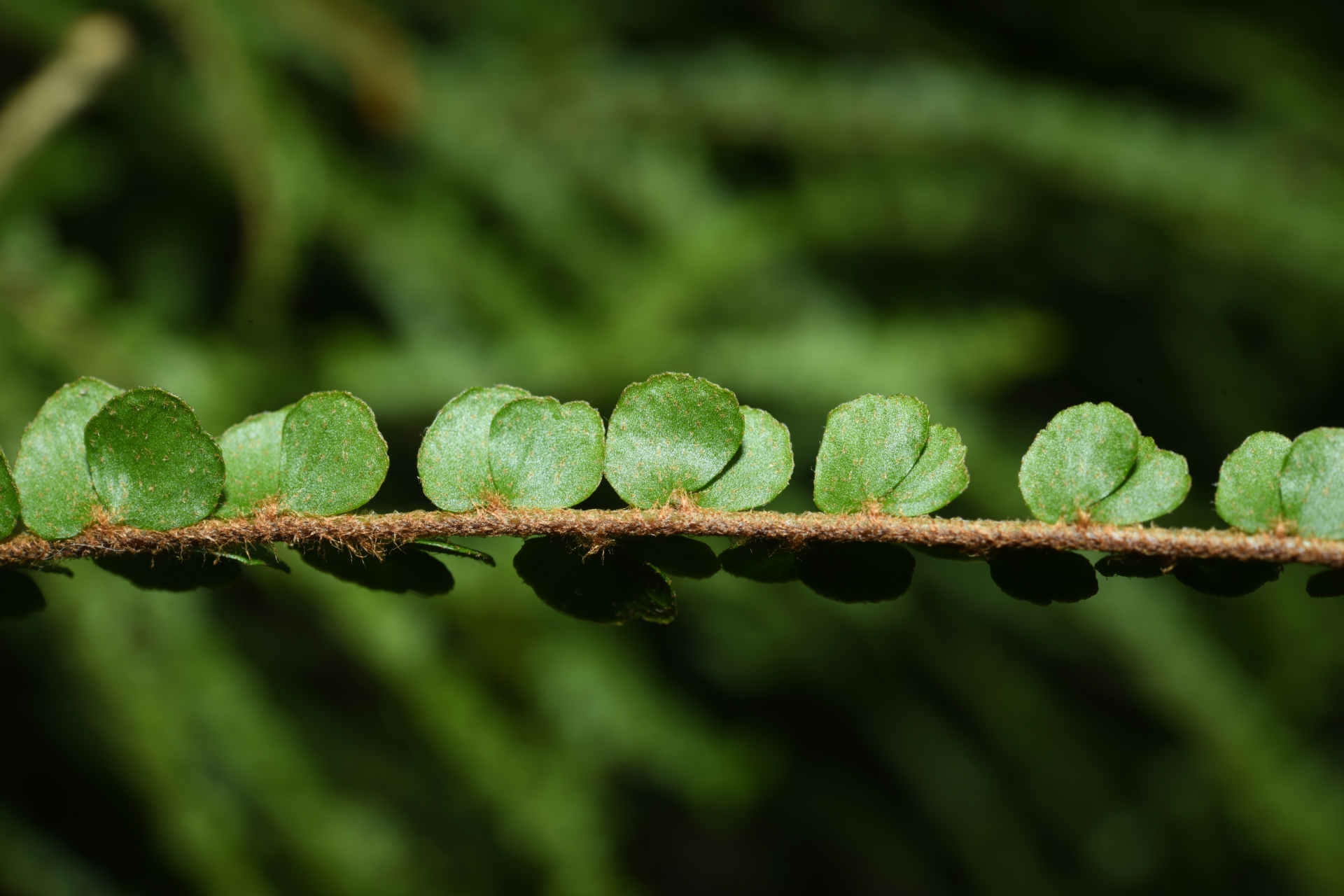 Nephrolepis duffii T.Moore - Photo Bivouac Naturaliste