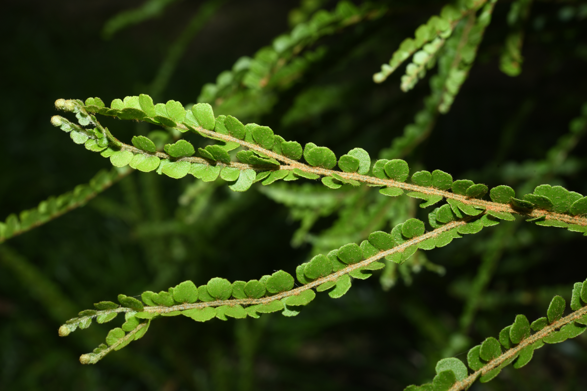 Nephrolepis duffii T.Moore - Photo Bivouac Naturaliste