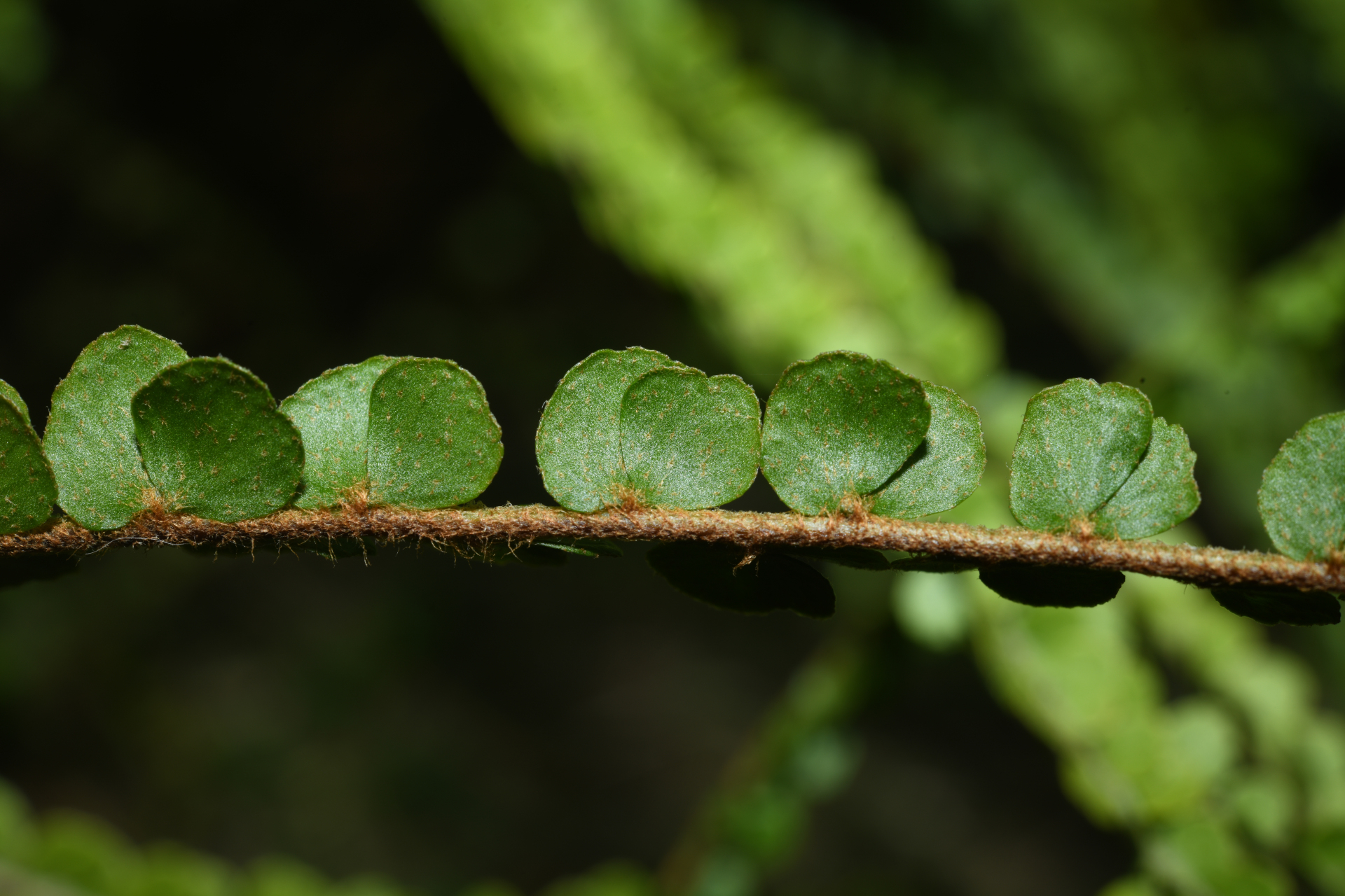 Nephrolepis duffii T.Moore - Photo Bivouac Naturaliste