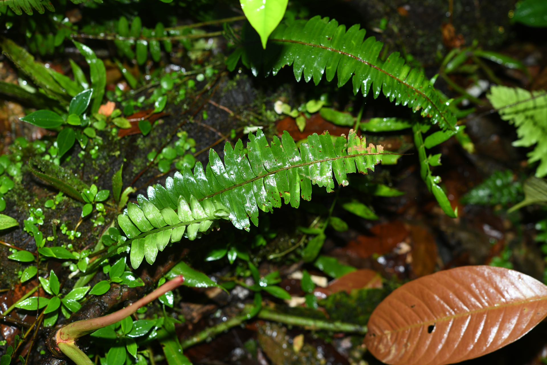 Nephrolepis rivularis (Vahl) Mett. ex Krug - Photo Bivouac Naturaliste