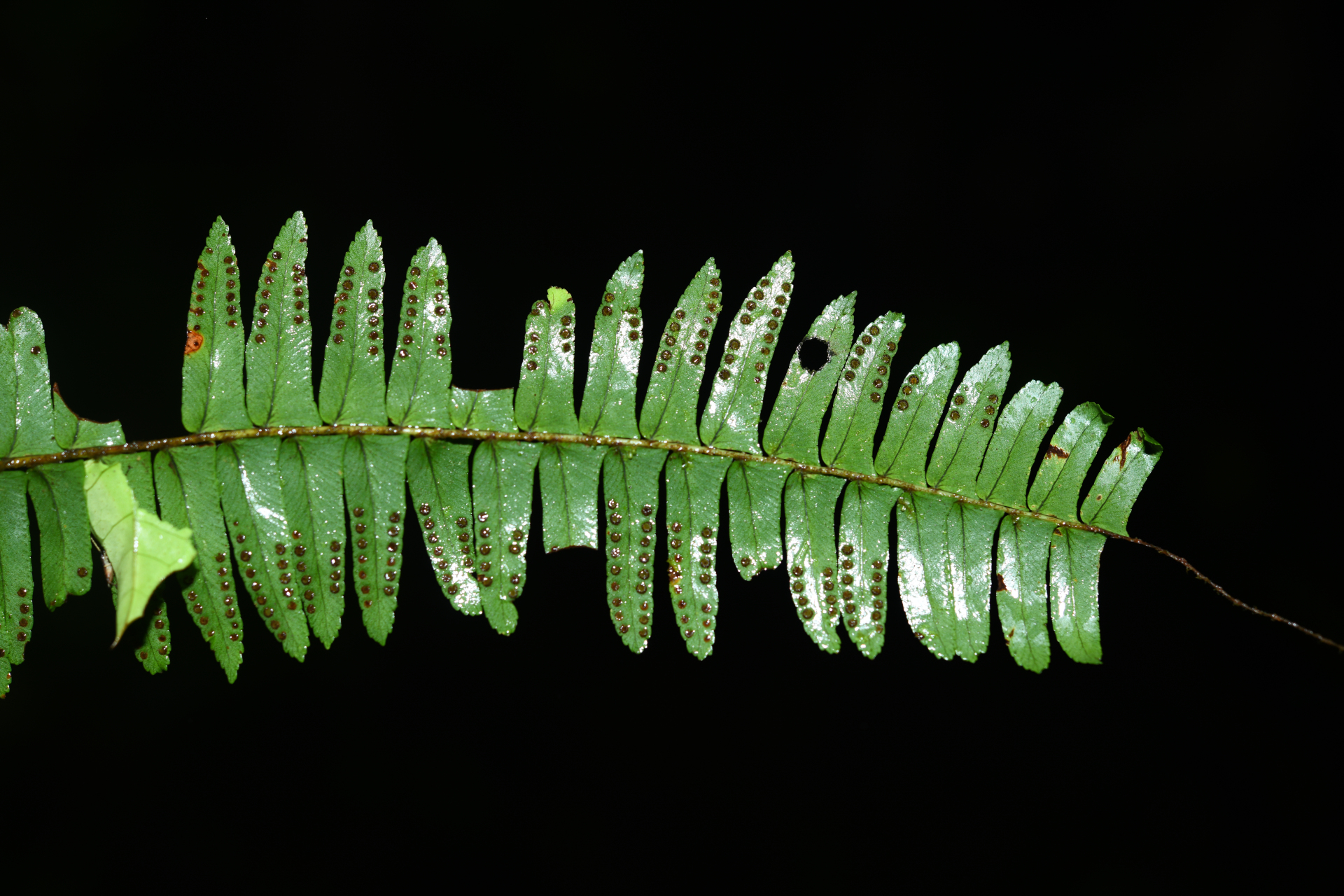 Nephrolepis rivularis (Vahl) Mett. ex Krug - Photo Bivouac Naturaliste