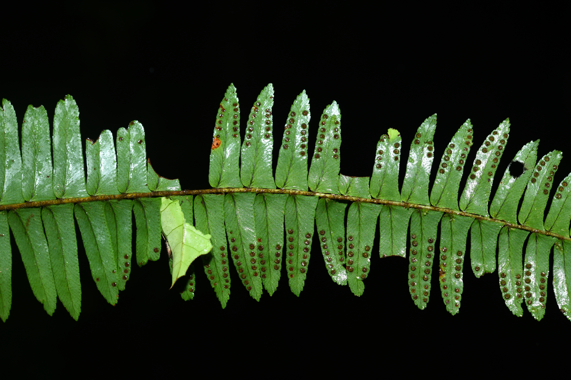 Nephrolepis rivularis (Vahl) Mett. ex Krug - Photo Bivouac Naturaliste