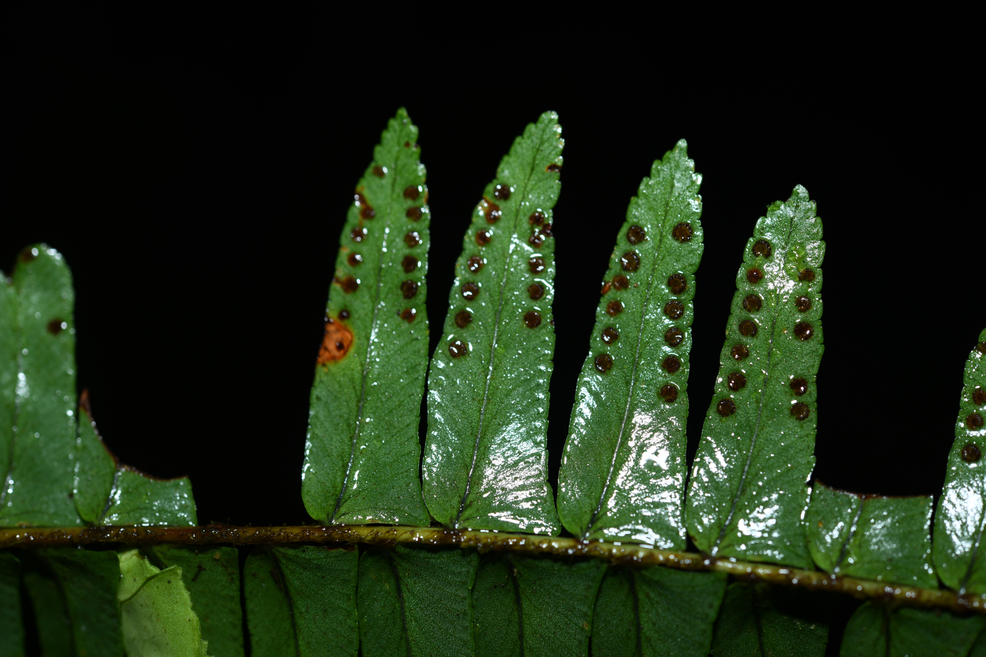 Nephrolepis rivularis (Vahl) Mett. ex Krug - Photo Bivouac Naturaliste