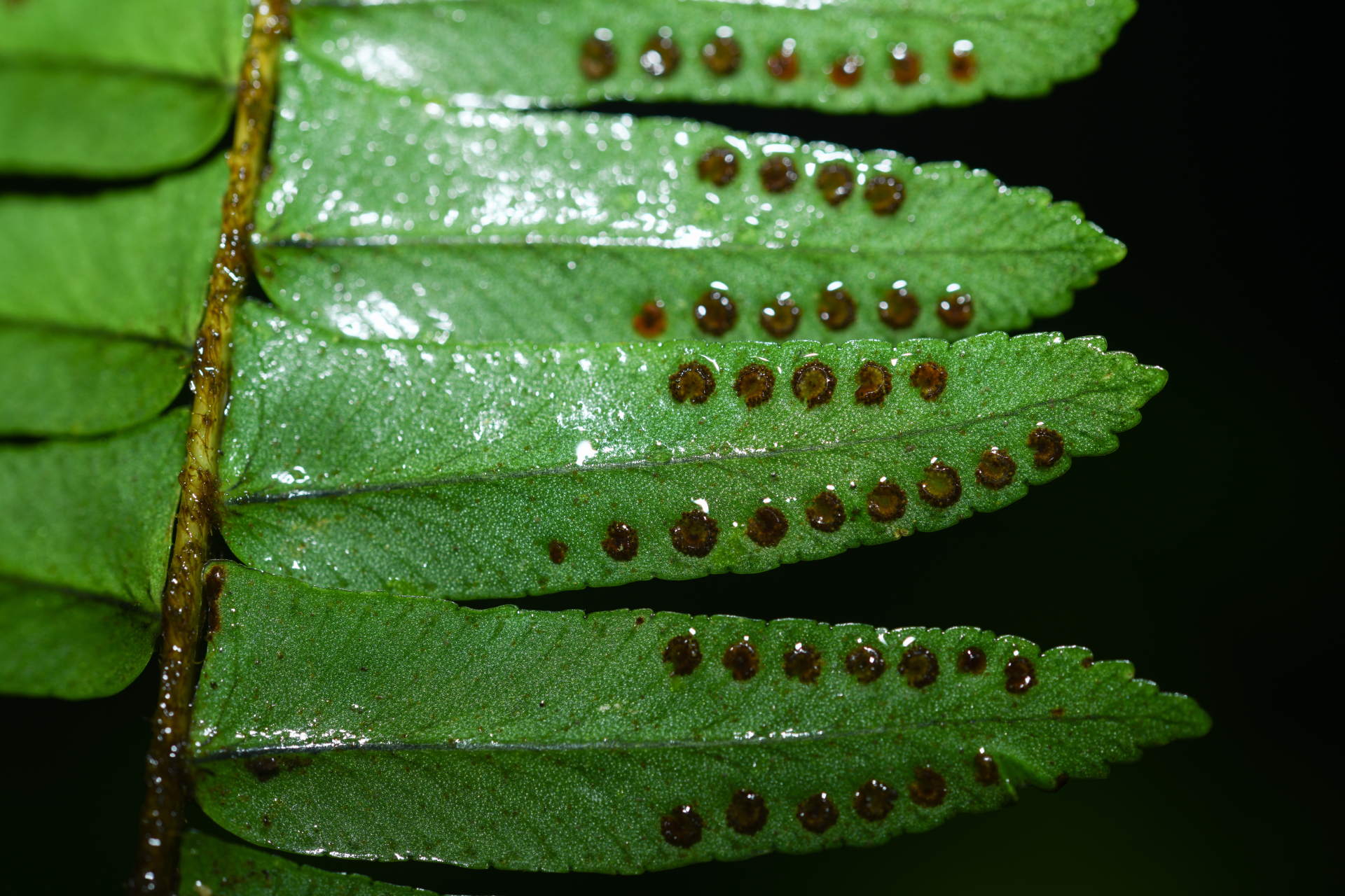 Nephrolepis rivularis (Vahl) Mett. ex Krug - Photo Bivouac Naturaliste