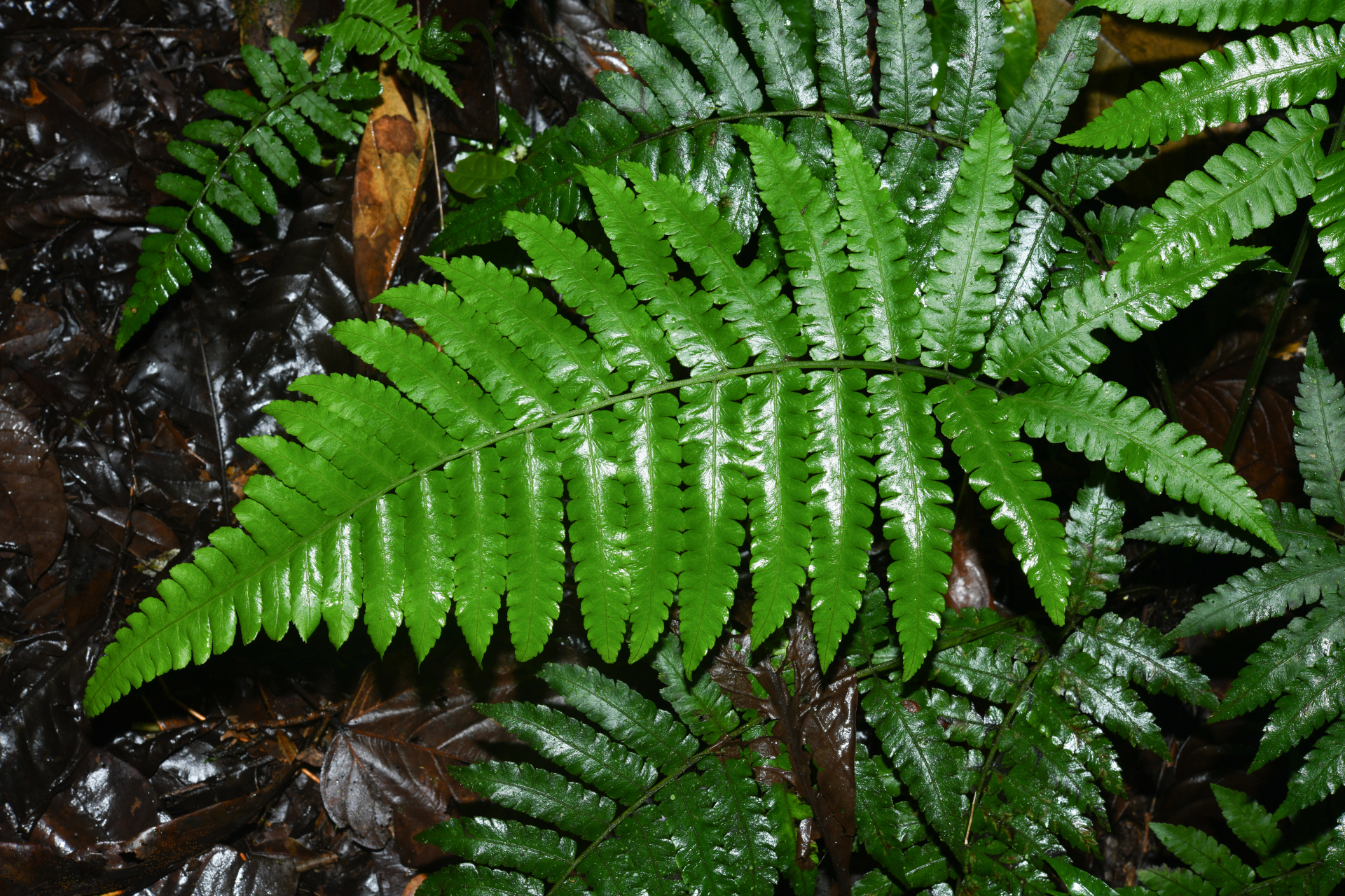 Diplazium striatum (L.) C.Presl - Photo Bivouac Naturaliste