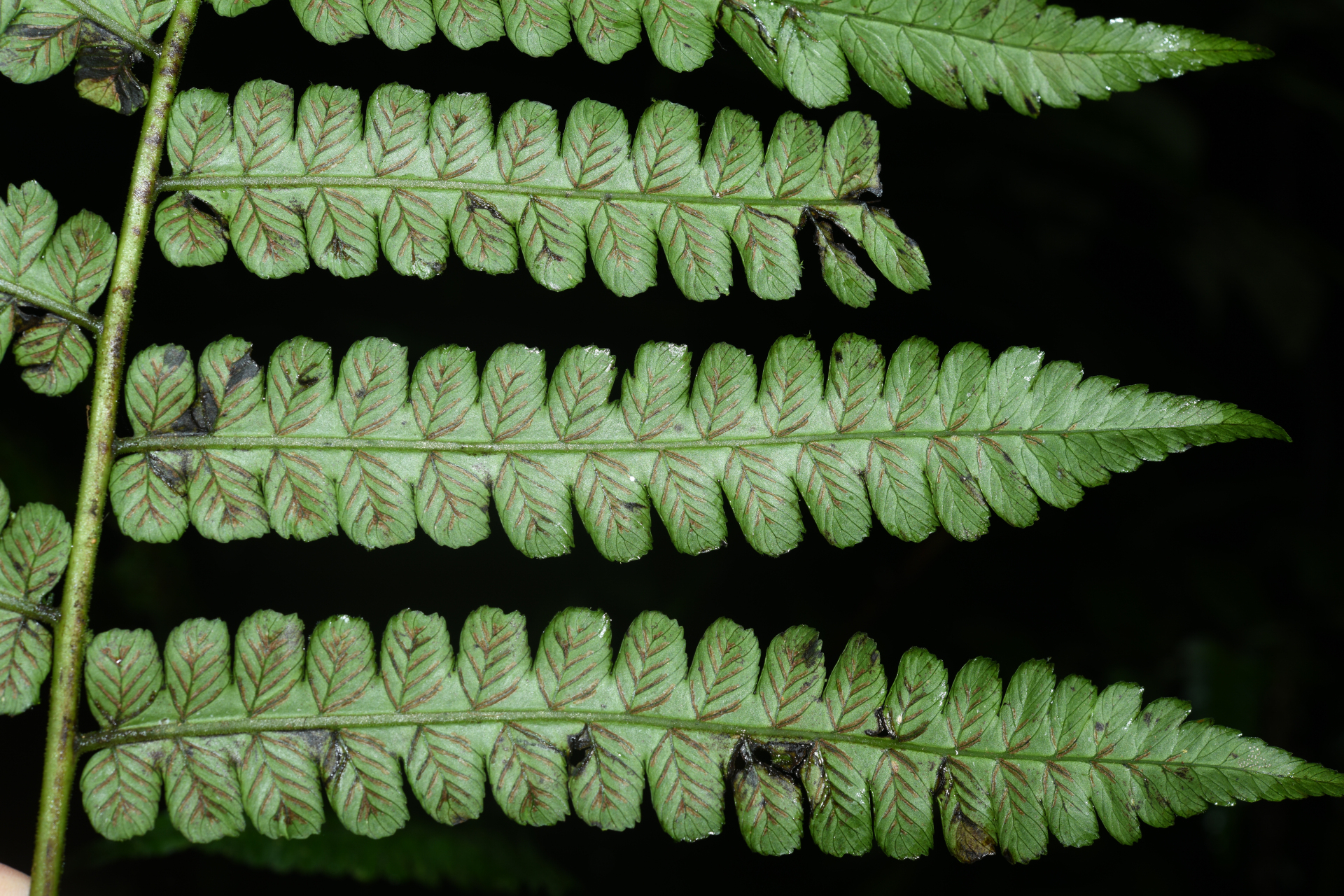 Diplazium striatum (L.) C.Presl - Photo Bivouac Naturaliste