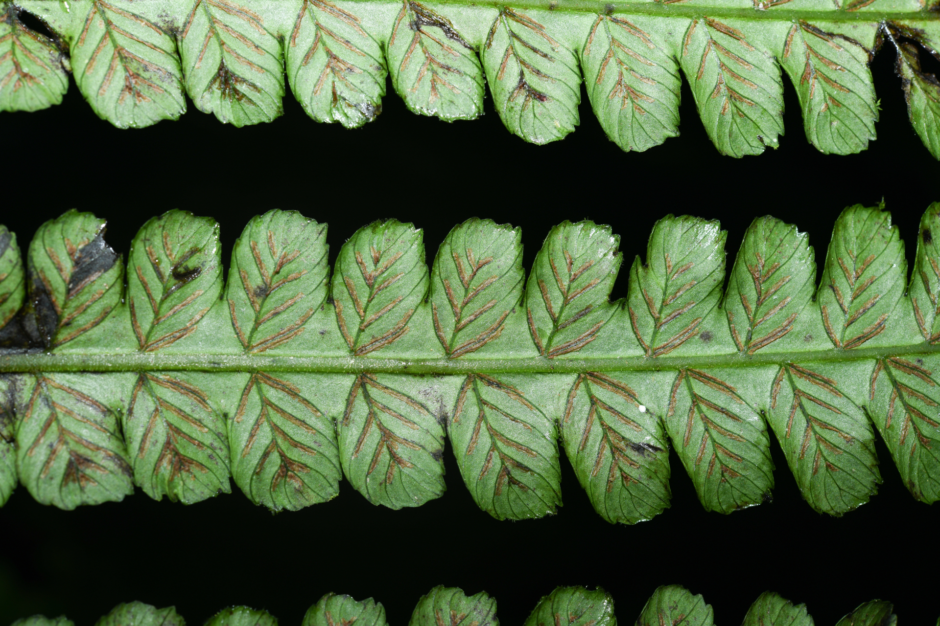 Diplazium striatum (L.) C.Presl - Photo Bivouac Naturaliste