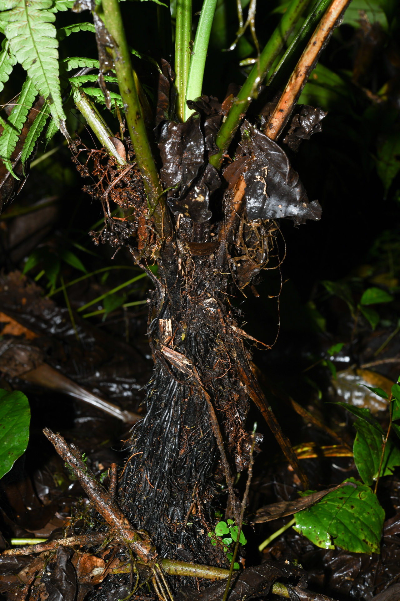 Diplazium striatum (L.) C.Presl - Photo Bivouac Naturaliste