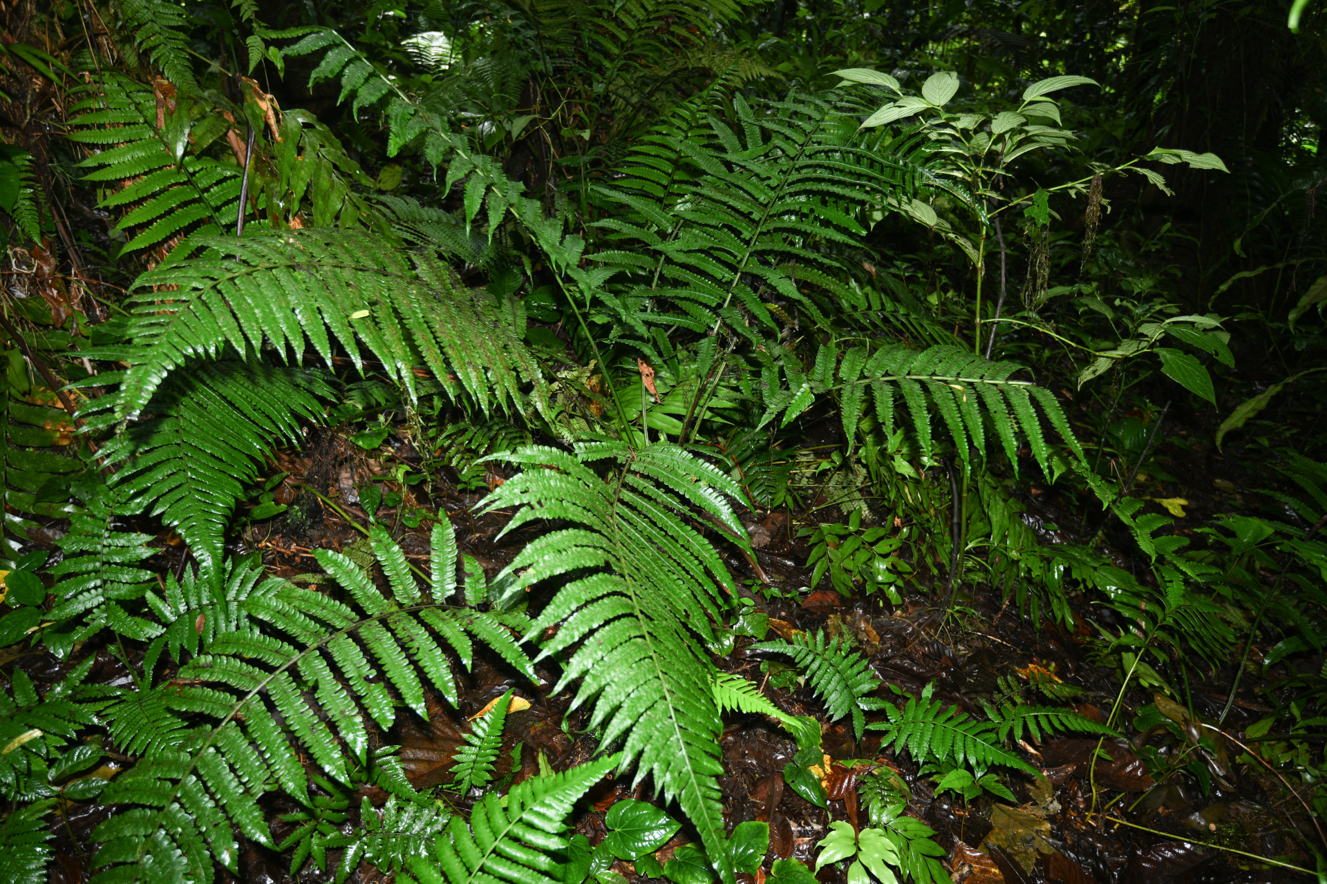 Diplazium striatum (L.) C.Presl - Photo Bivouac Naturaliste