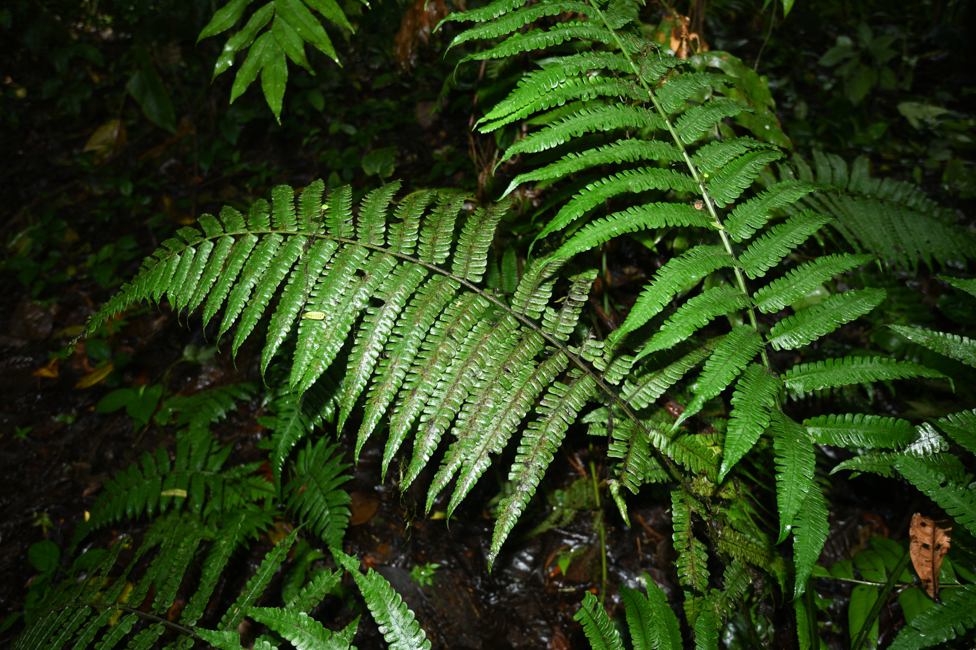 Diplazium striatum (L.) C.Presl - Photo Bivouac Naturaliste