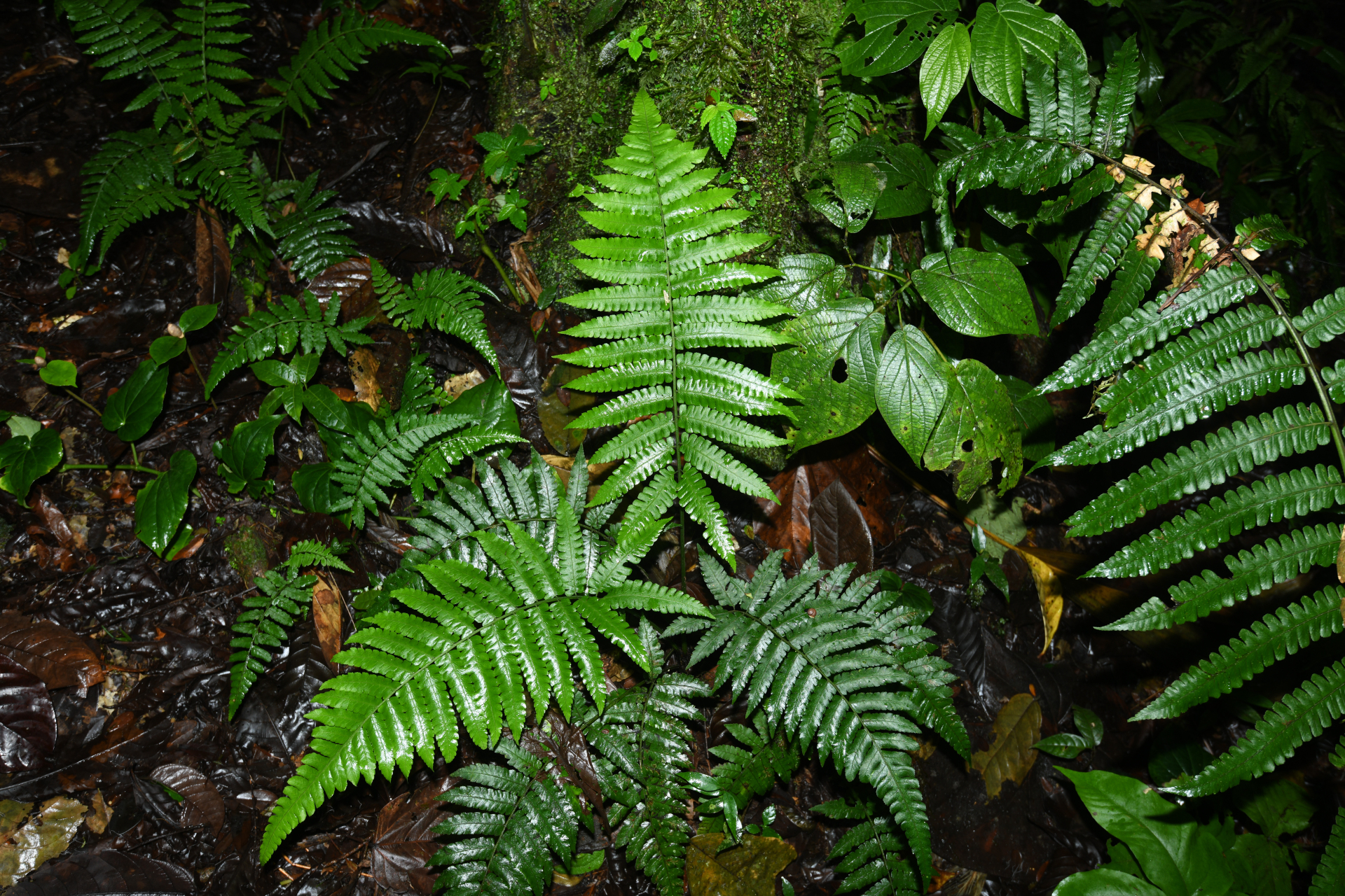 Diplazium striatum (L.) C.Presl - Photo Bivouac Naturaliste