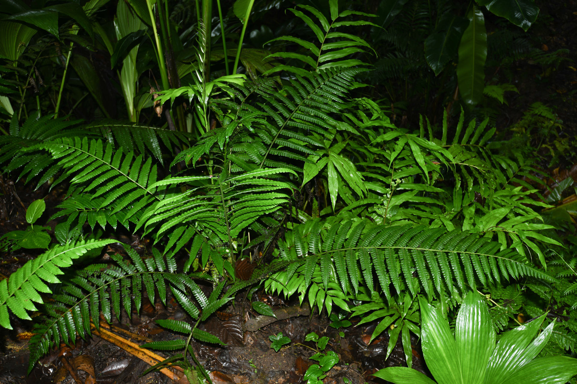 Diplazium striatum (L.) C.Presl - Photo Bivouac Naturaliste