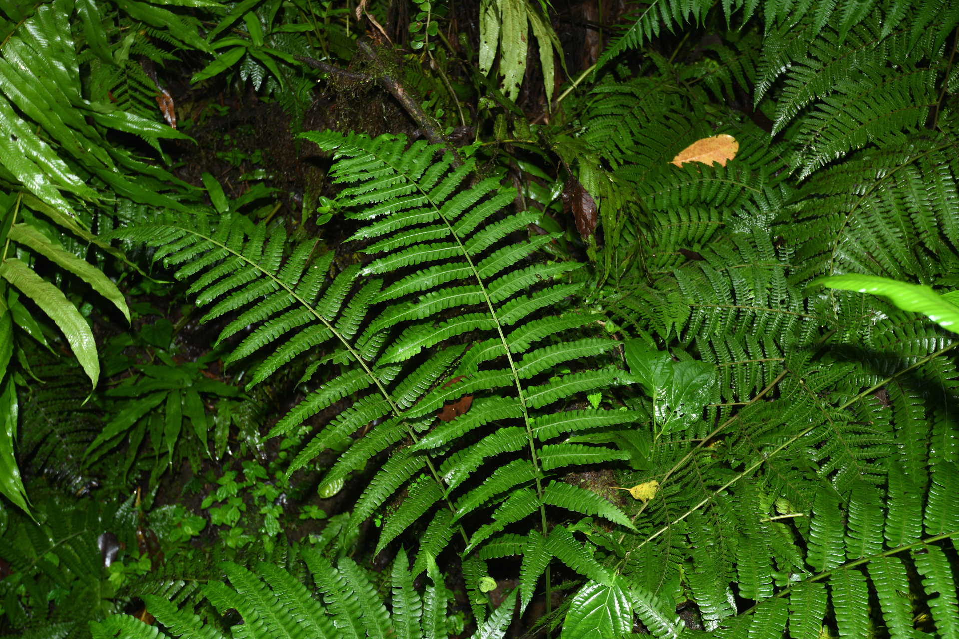 Diplazium striatum (L.) C.Presl - Photo Bivouac Naturaliste