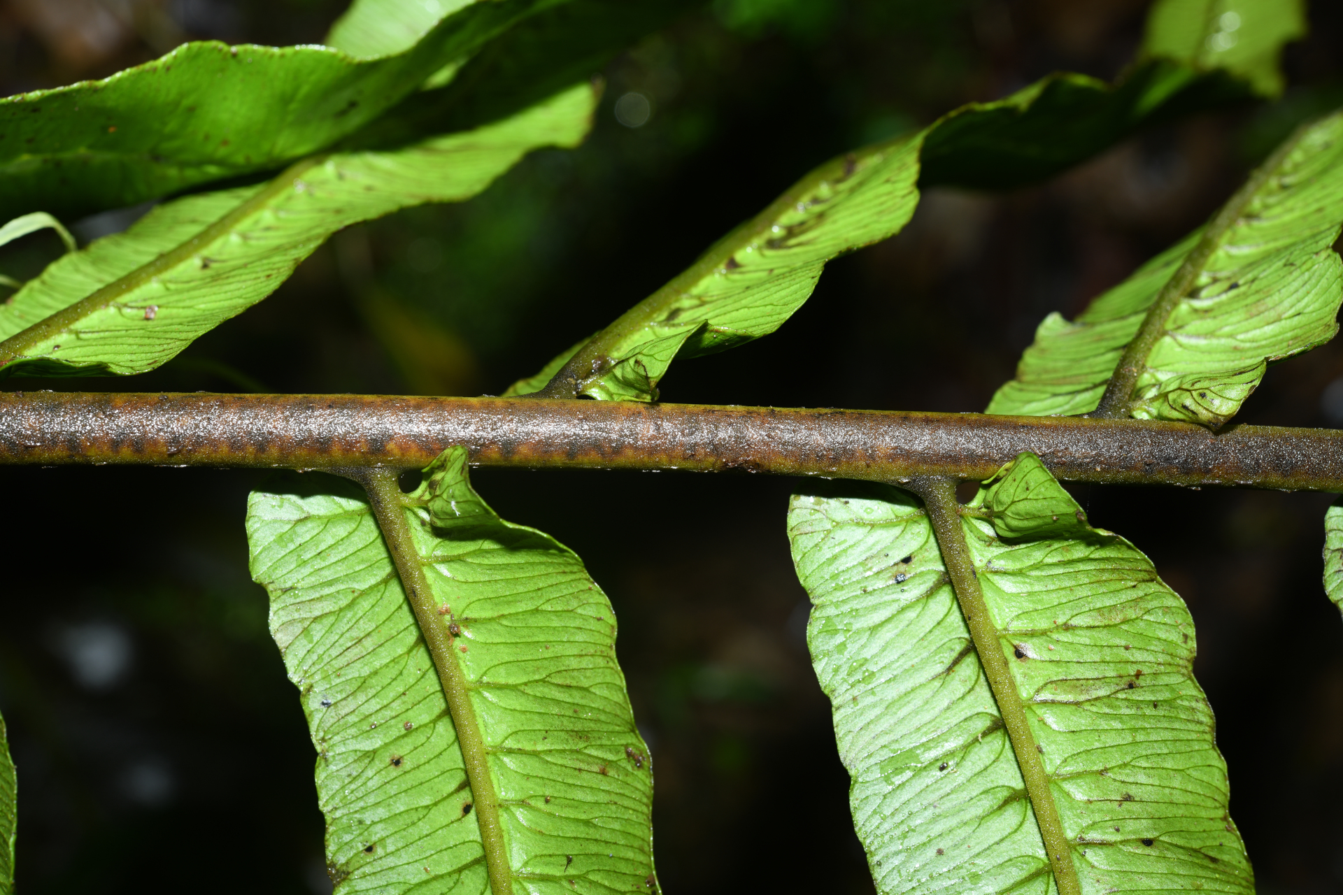 Diplazium centripetale (Baker) Maxon - Photo Bivouac Naturaliste