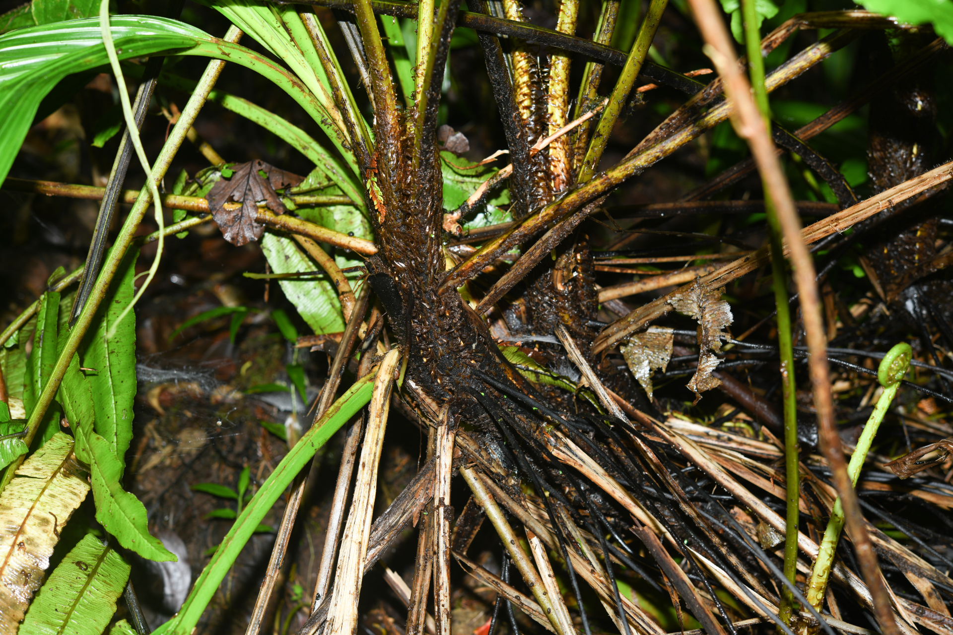 Diplazium centripetale (Baker) Maxon - Photo Bivouac Naturaliste
