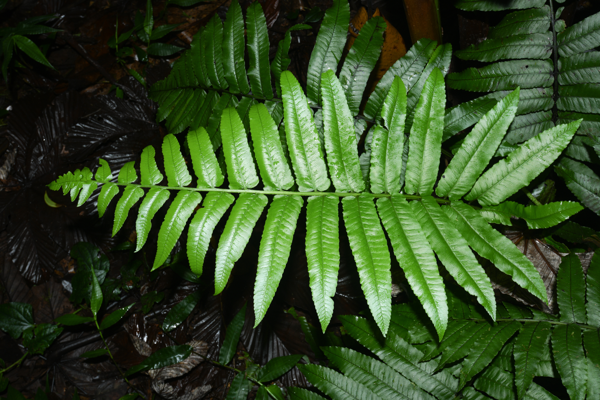 Diplazium centripetale (Baker) Maxon - Photo Bivouac Naturaliste