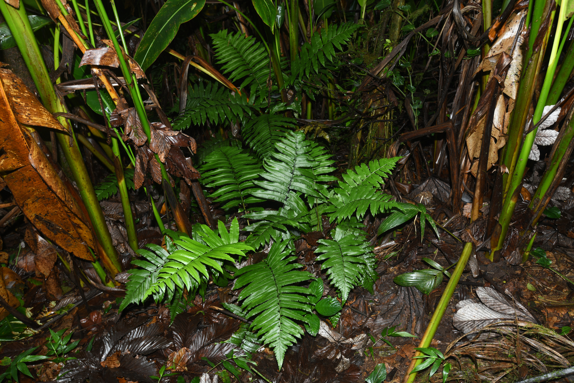 Diplazium centripetale (Baker) Maxon - Photo Bivouac Naturaliste