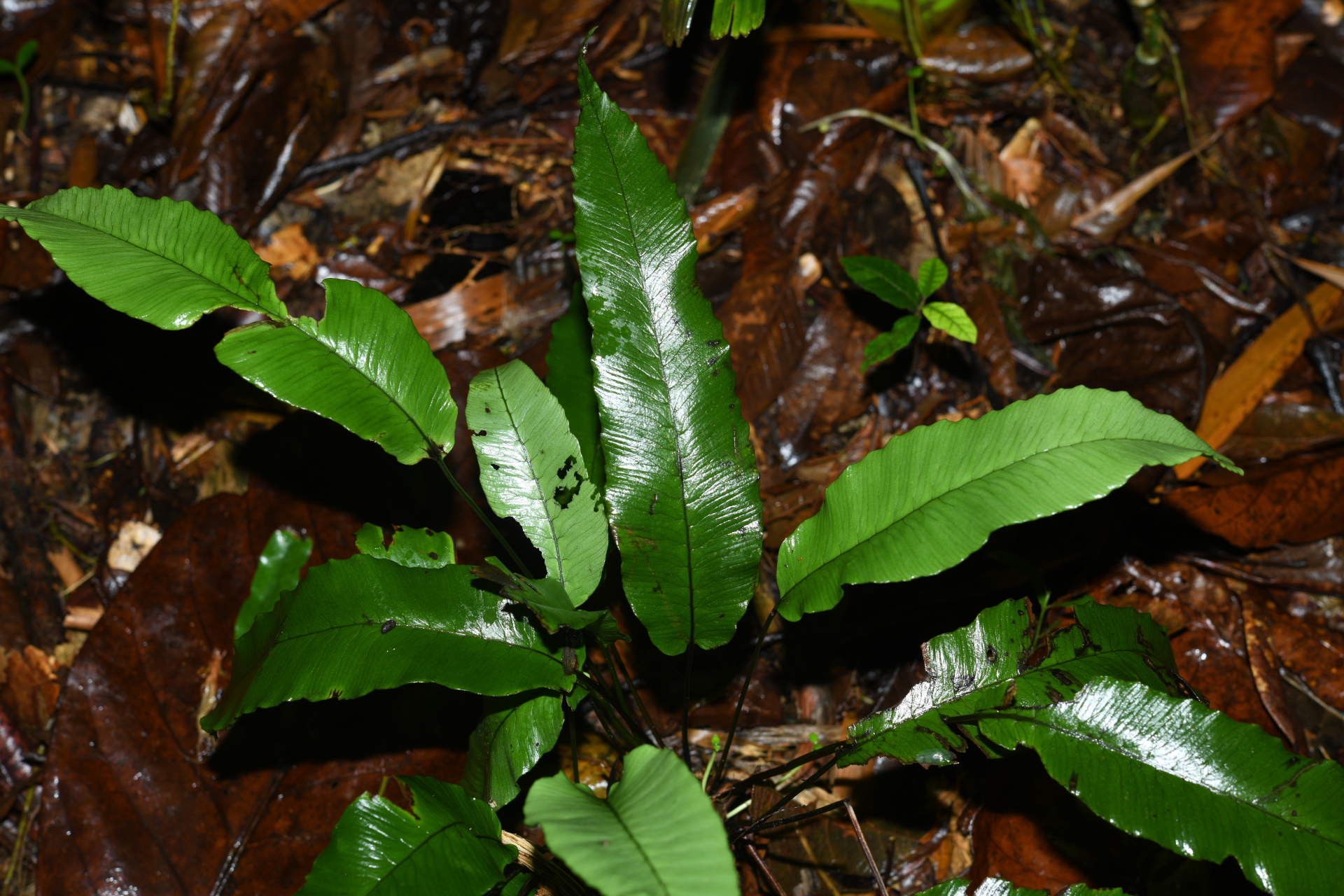 Diplazium plantaginifolium (L.) Urb. - Photo Bivouac Naturaliste