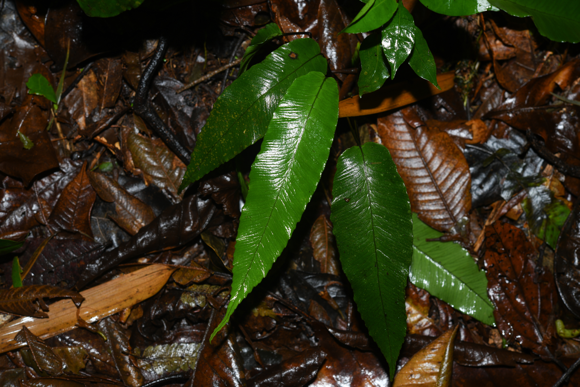 Diplazium plantaginifolium (L.) Urb. - Photo Bivouac Naturaliste