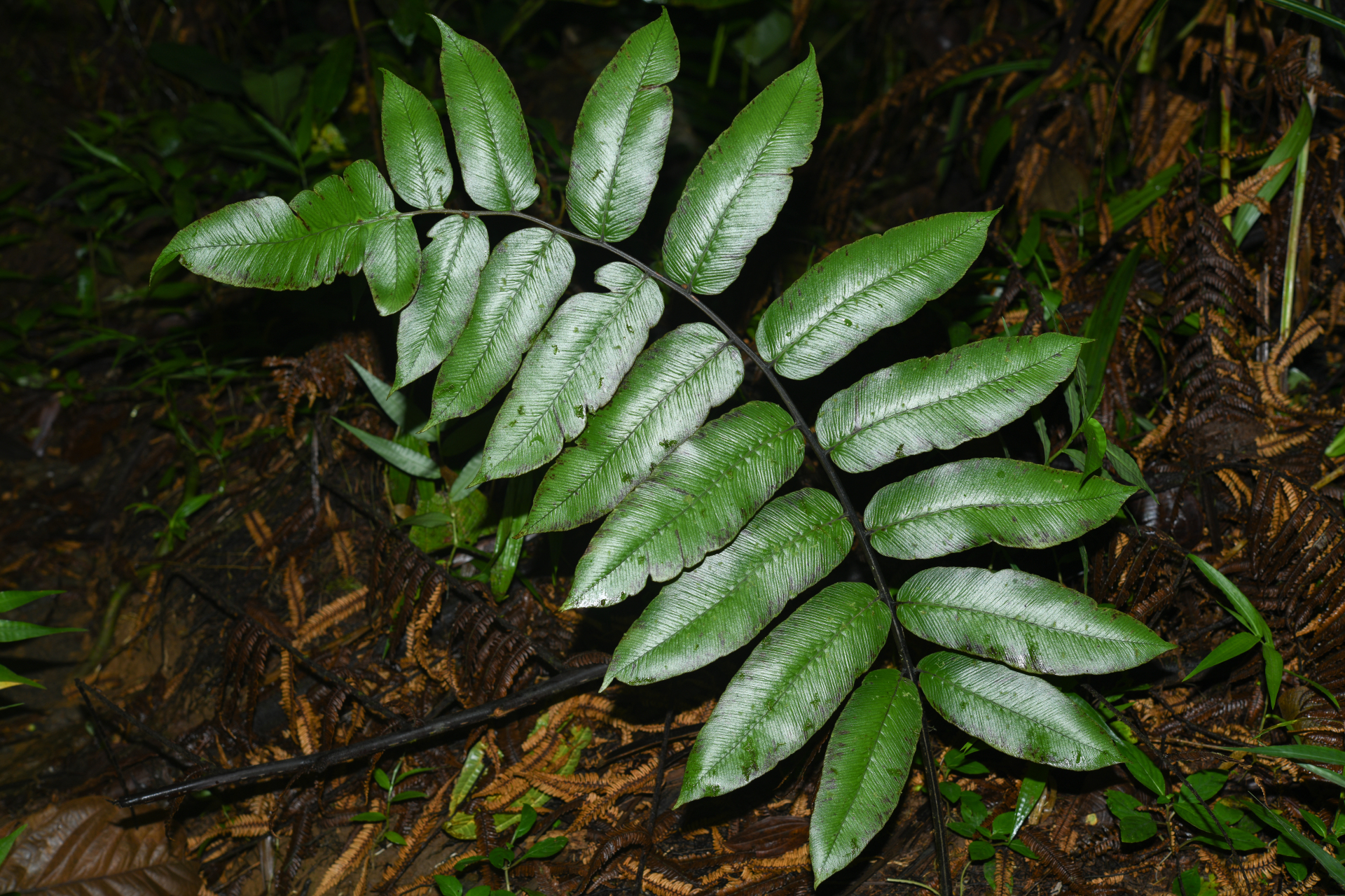 Diplazium legalloi Proctor - Photo Bivouac Naturaliste