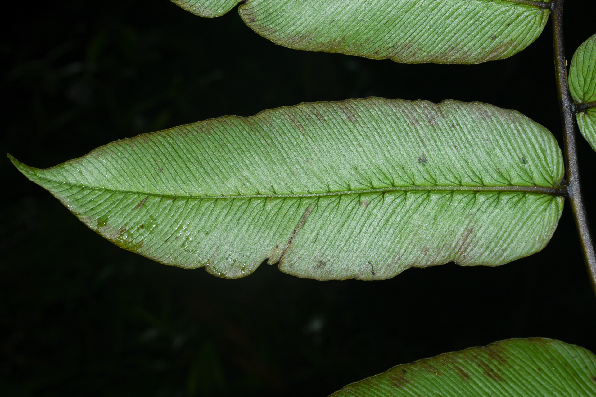 Diplazium legalloi Proctor - Photo Bivouac Naturaliste