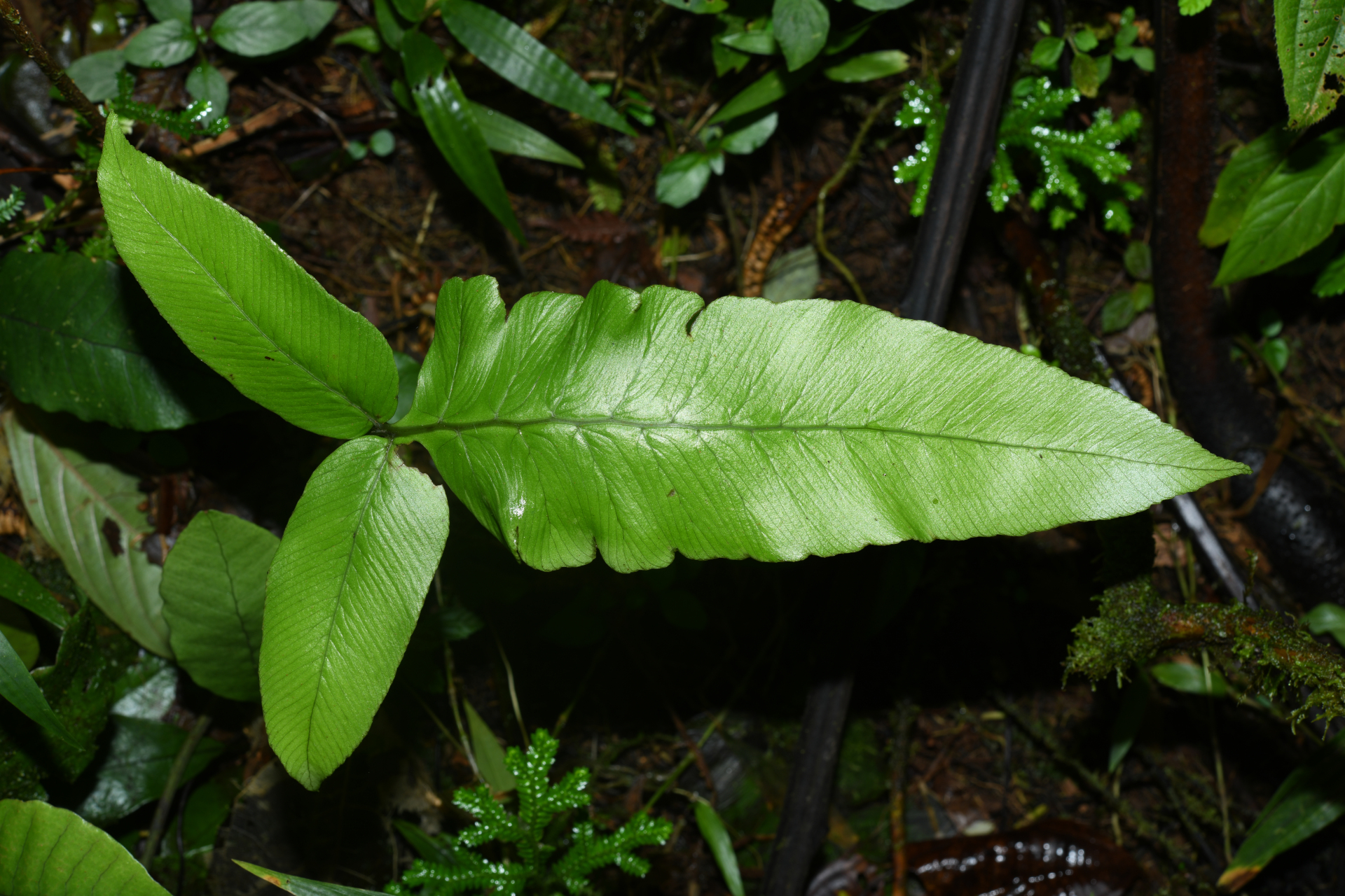 Diplazium legalloi Proctor - Photo Bivouac Naturaliste
