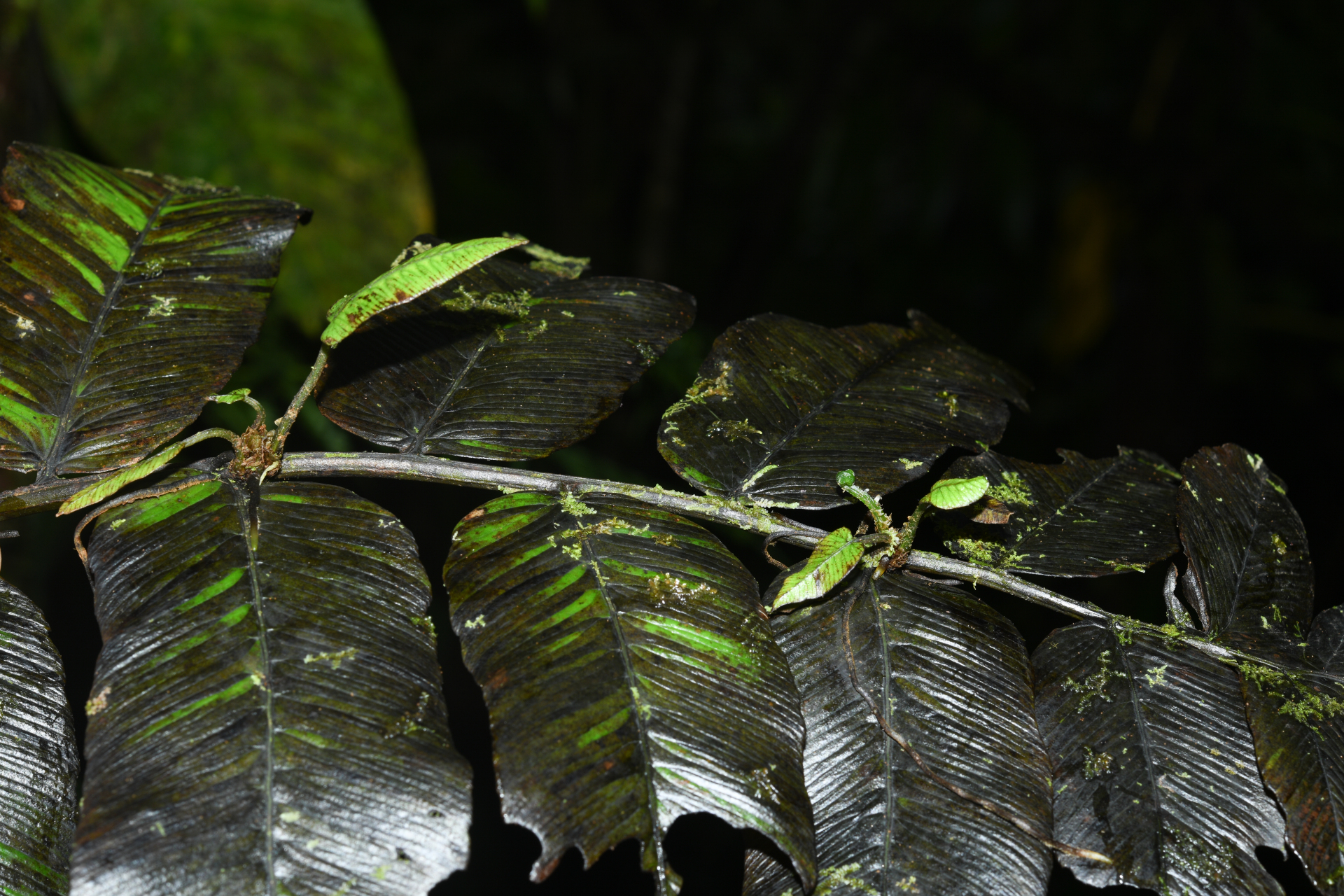 Diplazium legalloi Proctor - Photo Bivouac Naturaliste