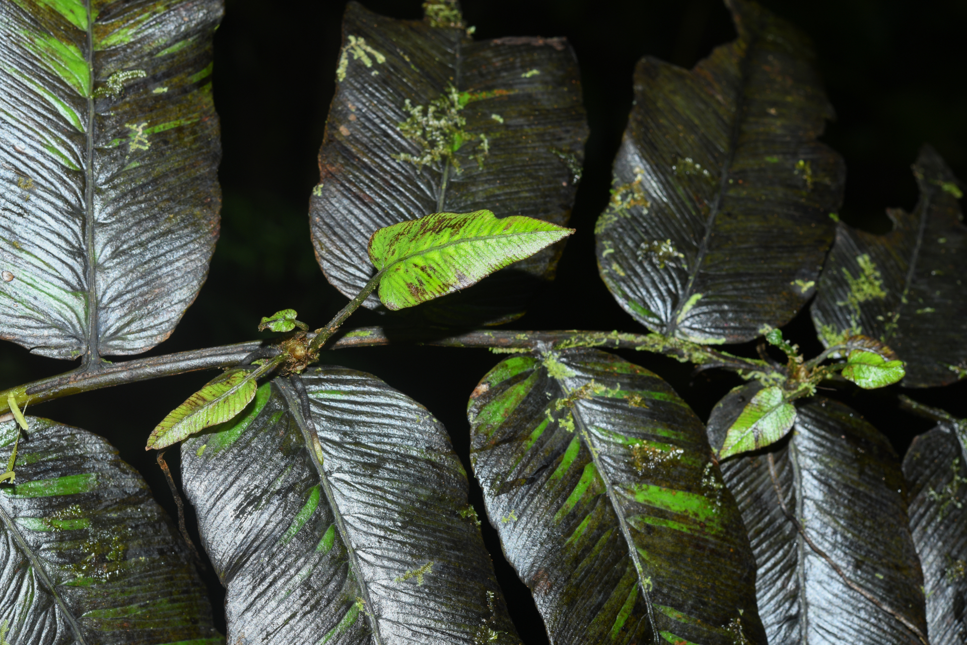 Diplazium legalloi Proctor - Photo Bivouac Naturaliste