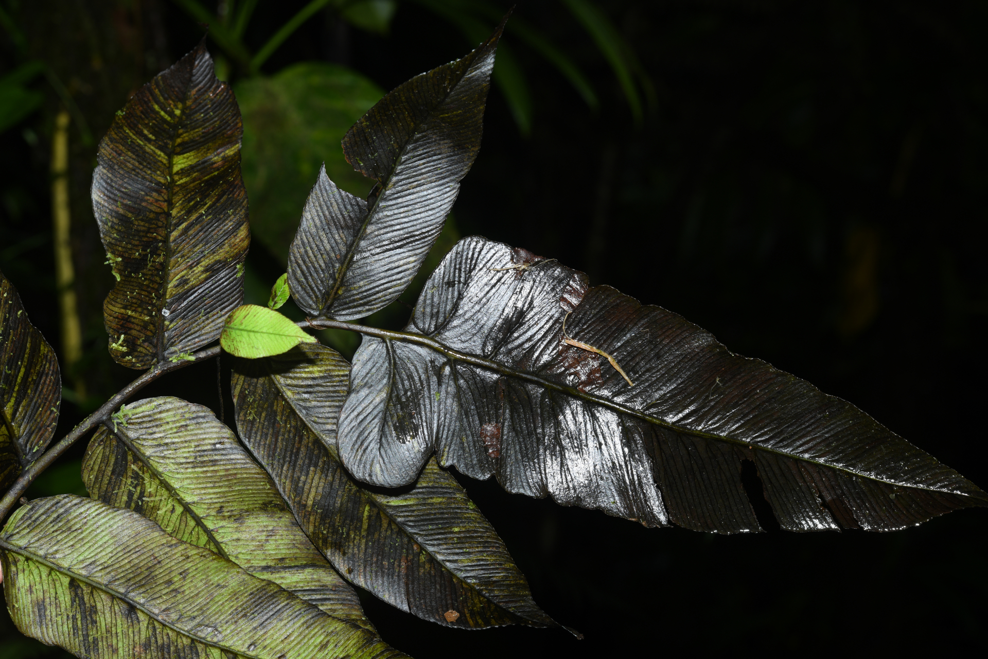 Diplazium legalloi Proctor - Photo Bivouac Naturaliste