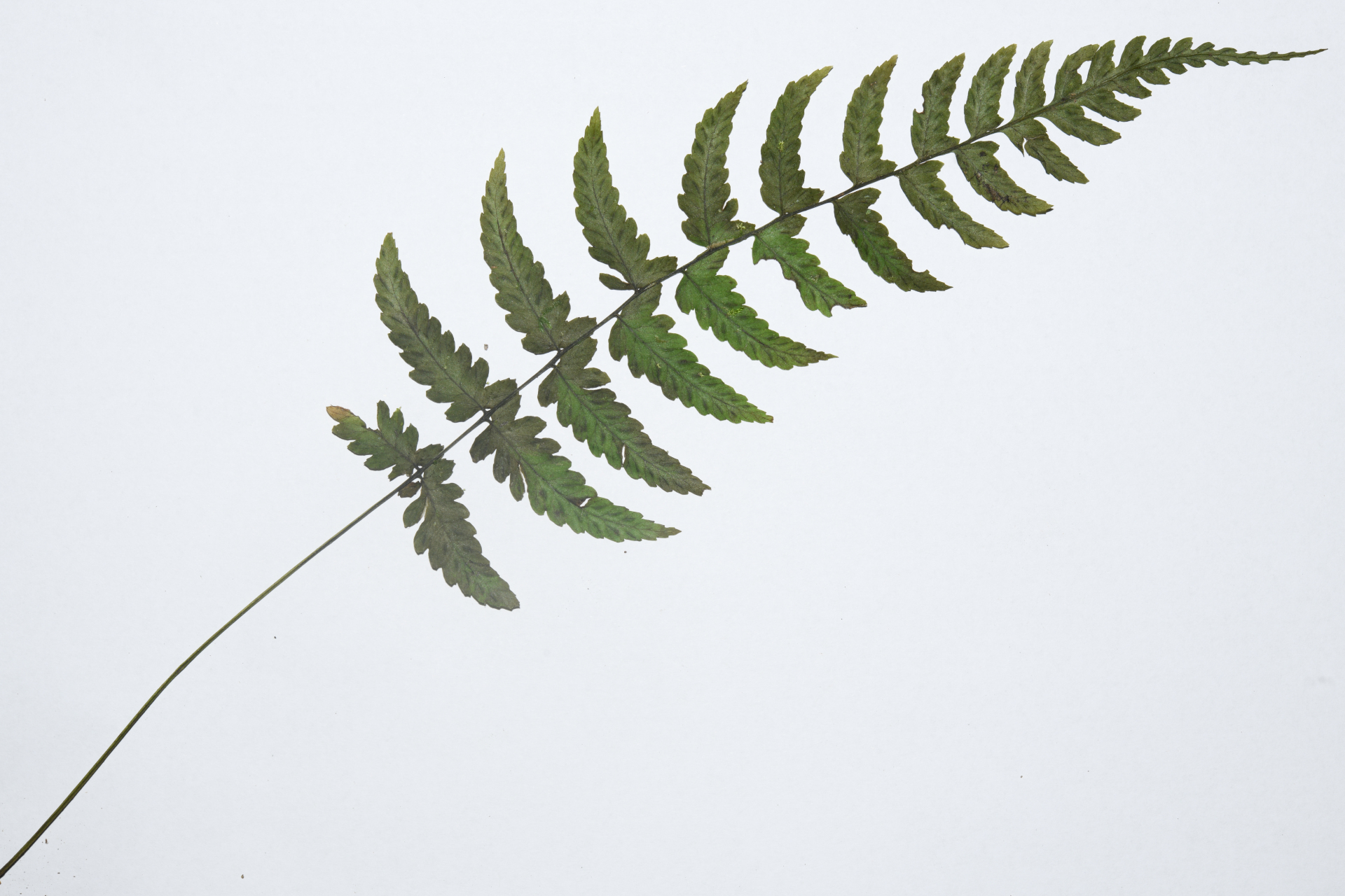 Diplazium caracasanum (Willd.) Kunze ex T.Moore - Photo Bivouac Naturaliste