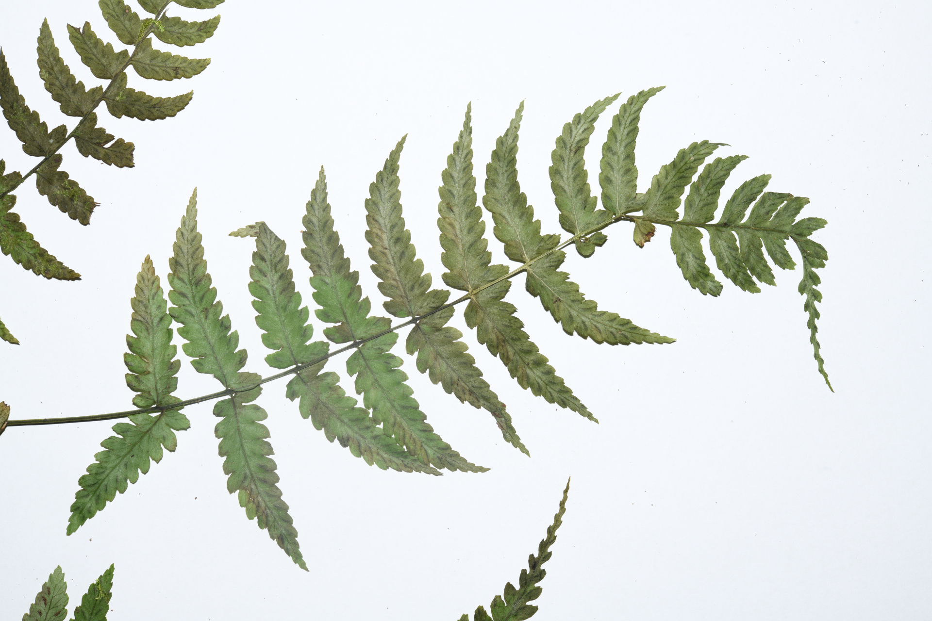 Diplazium caracasanum (Willd.) Kunze ex T.Moore - Photo Bivouac Naturaliste