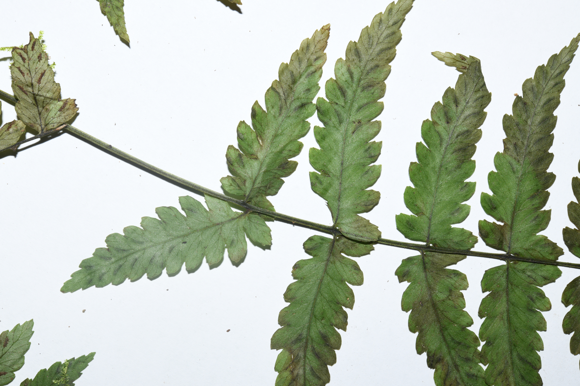 Diplazium caracasanum (Willd.) Kunze ex T.Moore - Photo Bivouac Naturaliste