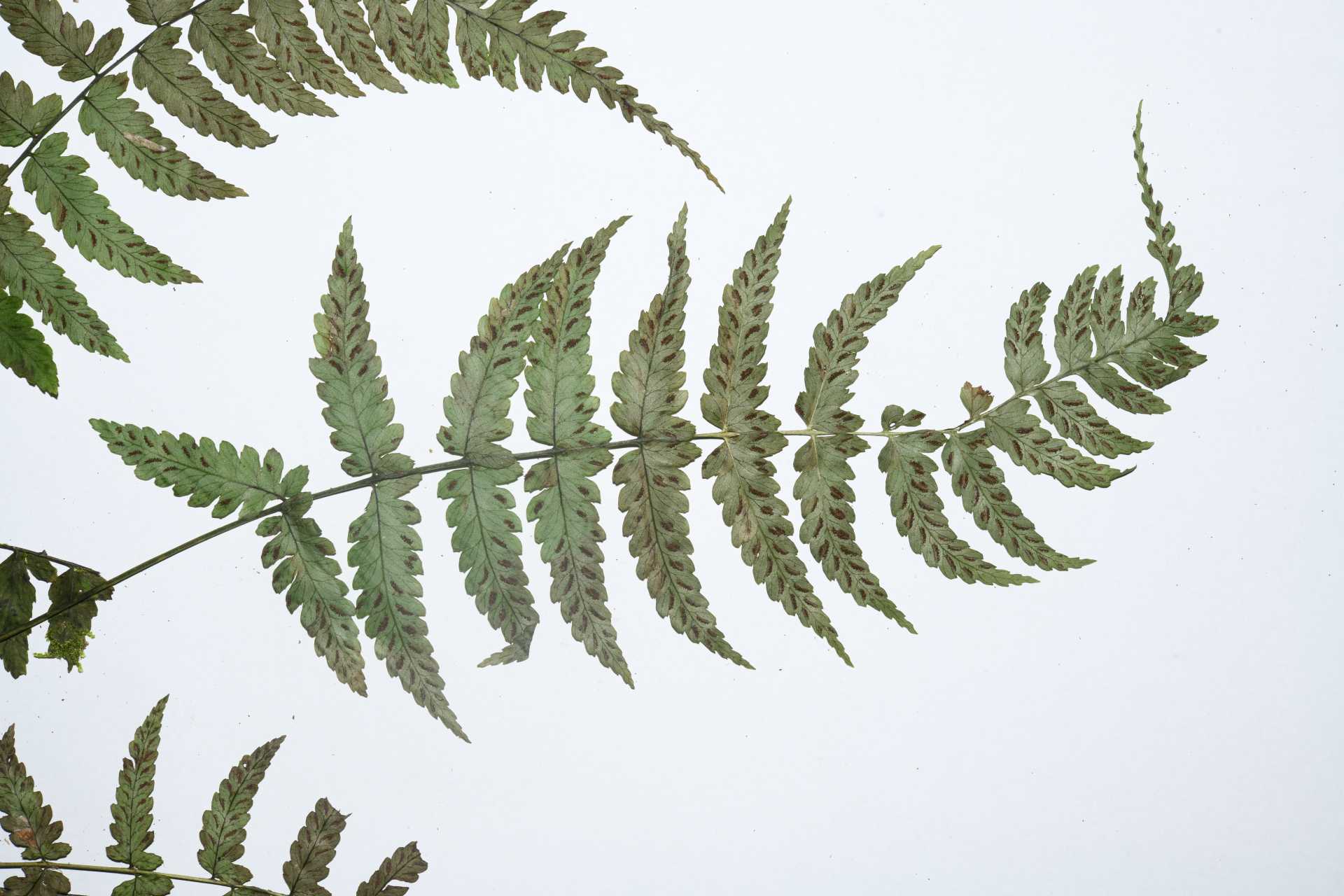 Diplazium caracasanum (Willd.) Kunze ex T.Moore - Photo Bivouac Naturaliste