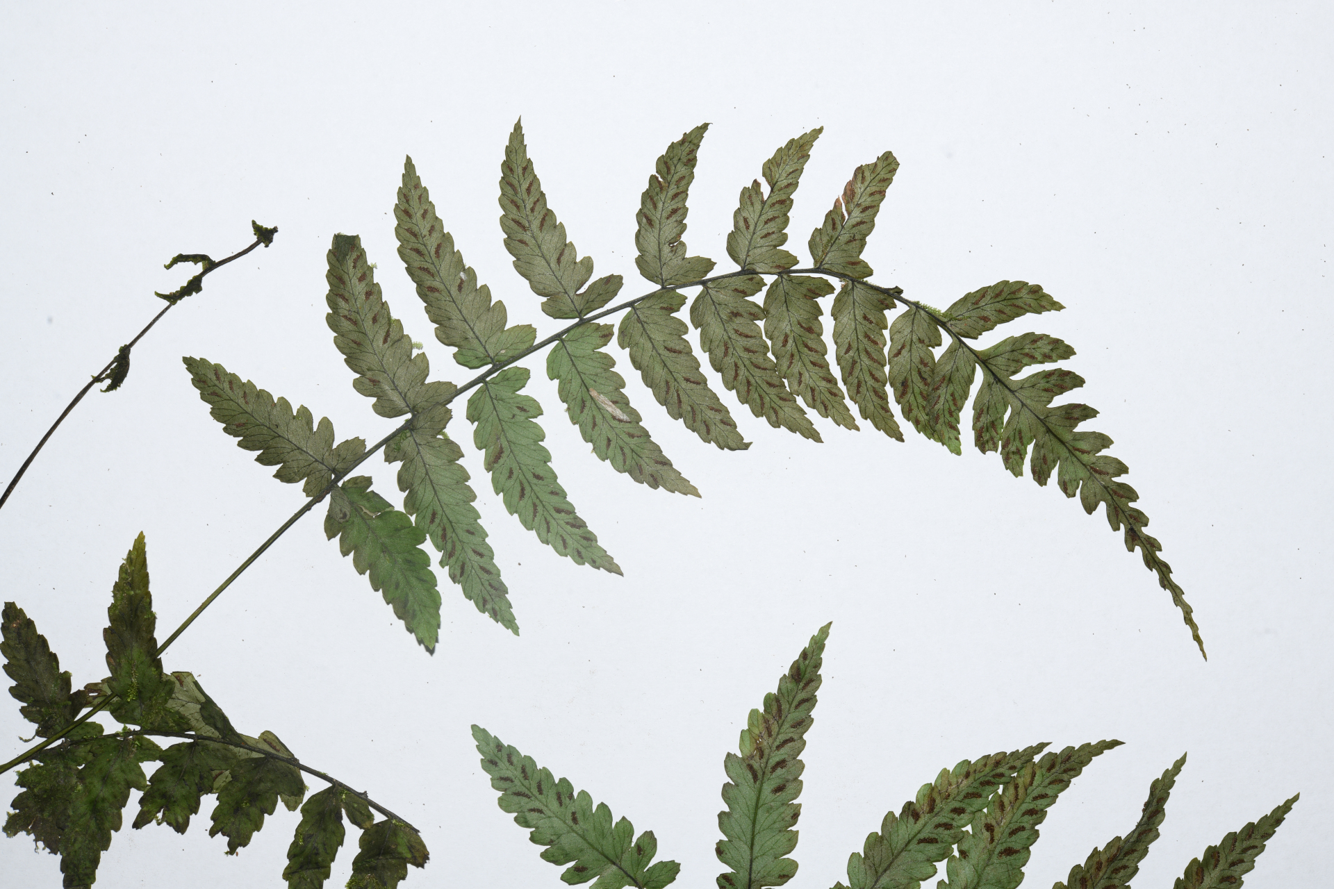 Diplazium caracasanum (Willd.) Kunze ex T.Moore - Photo Bivouac Naturaliste