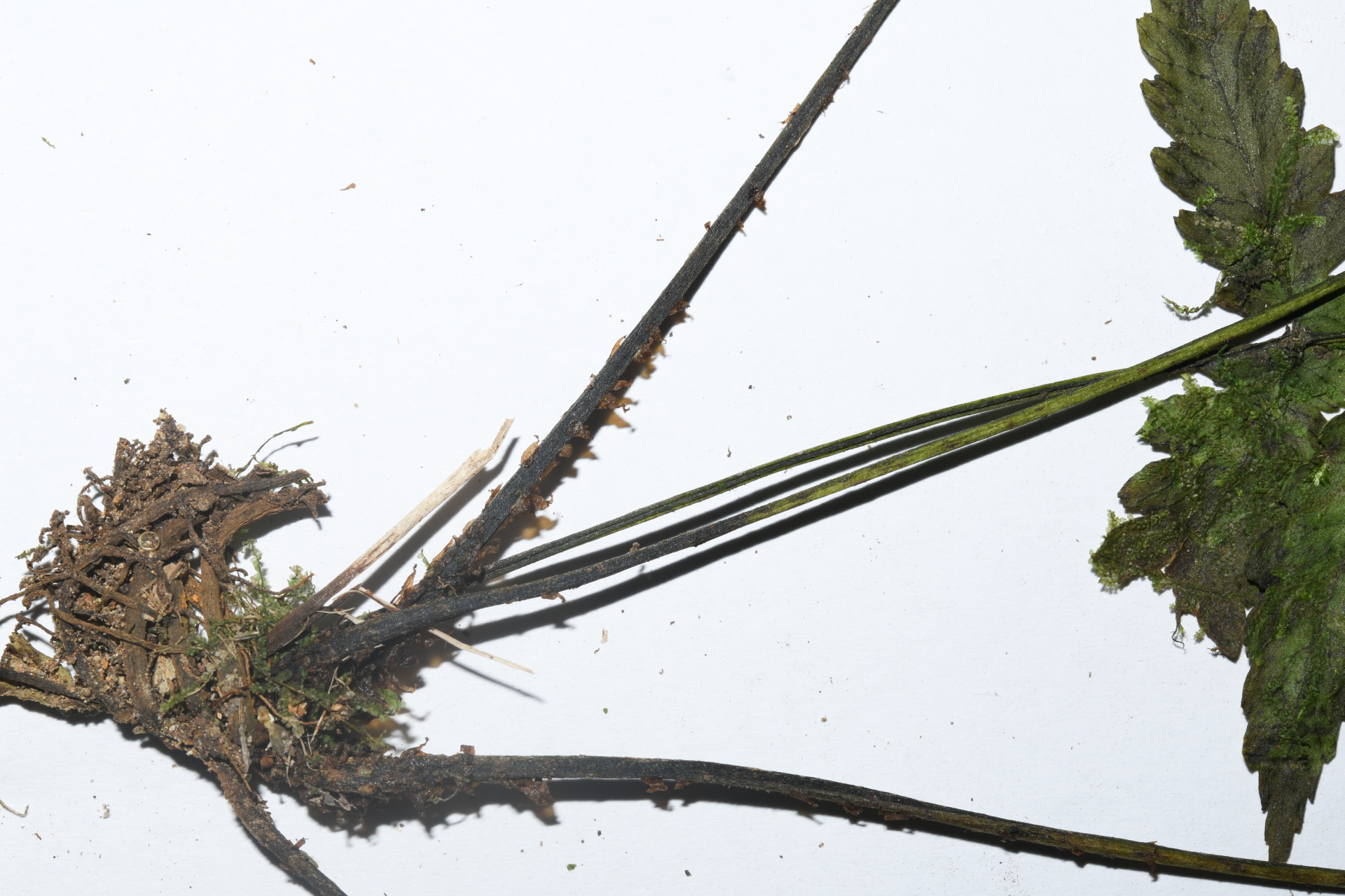 Diplazium caracasanum (Willd.) Kunze ex T.Moore - Photo Bivouac Naturaliste