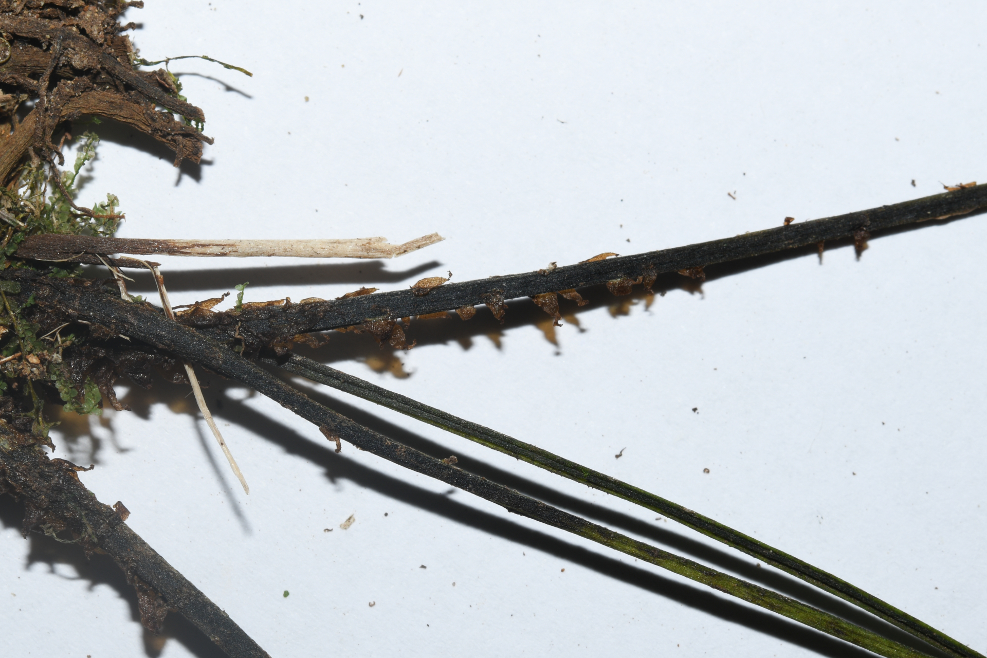 Diplazium caracasanum (Willd.) Kunze ex T.Moore - Photo Bivouac Naturaliste