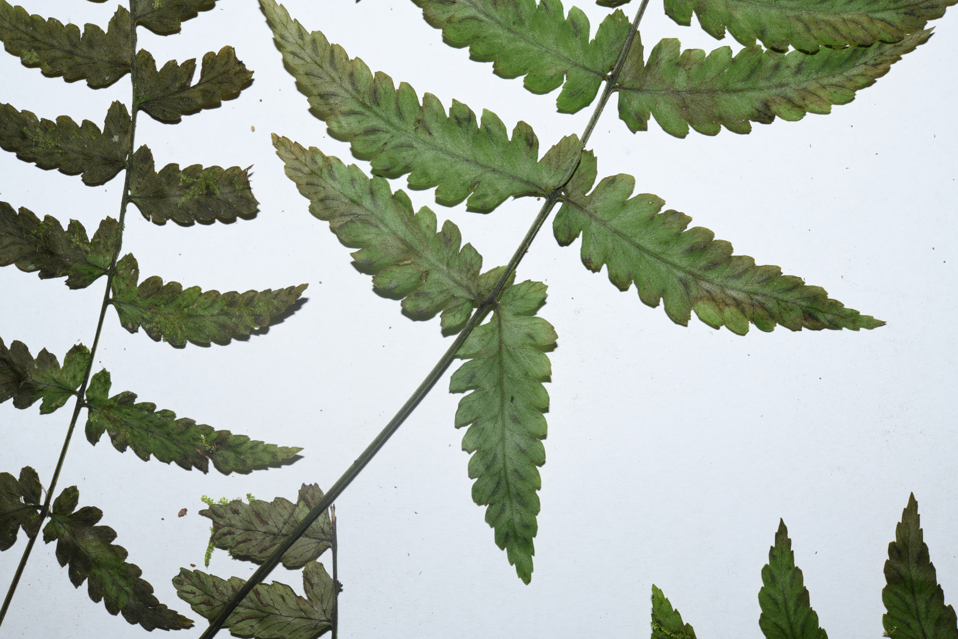 Diplazium caracasanum (Willd.) Kunze ex T.Moore - Photo Bivouac Naturaliste