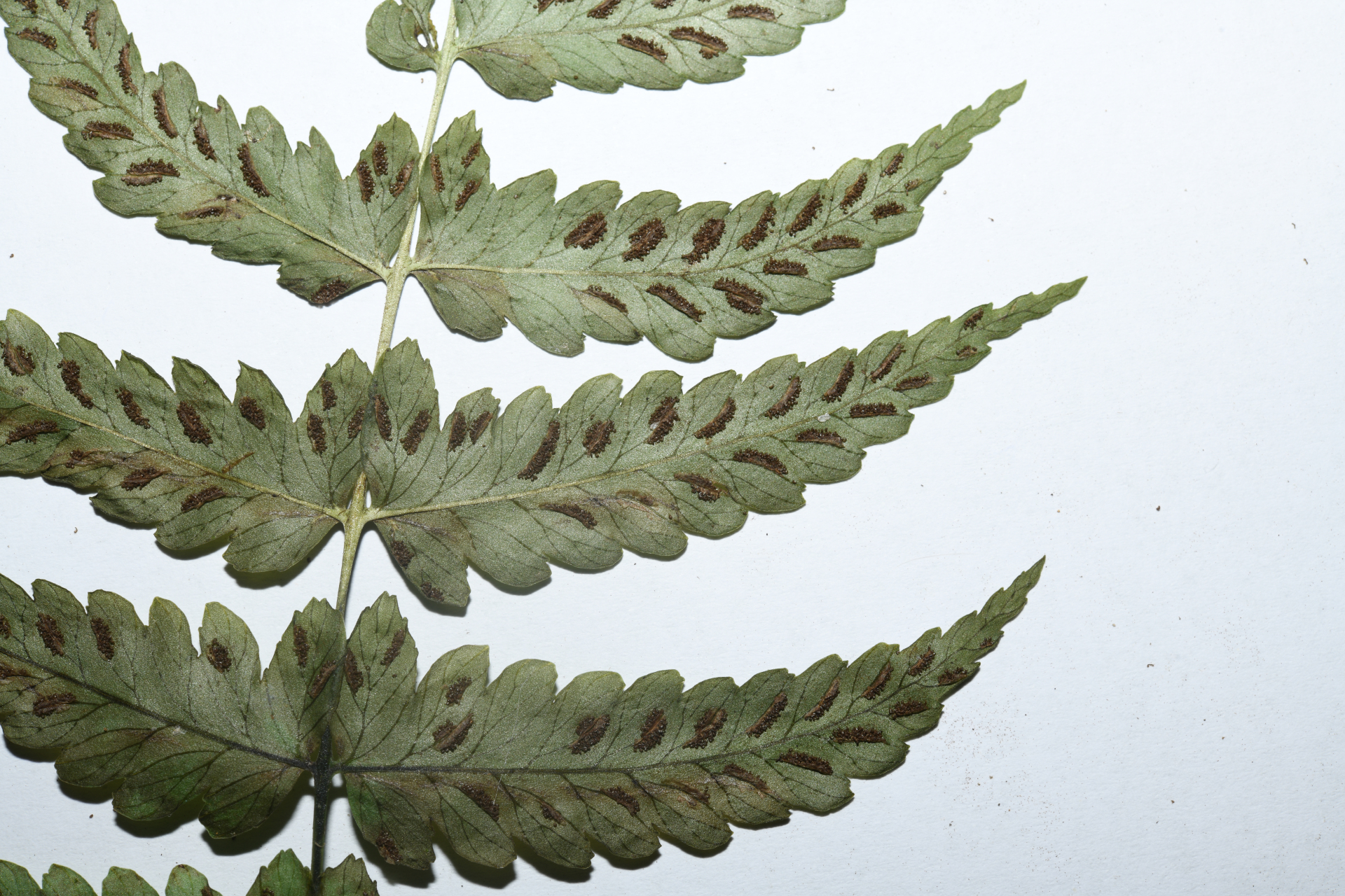 Diplazium caracasanum (Willd.) Kunze ex T.Moore - Photo Bivouac Naturaliste