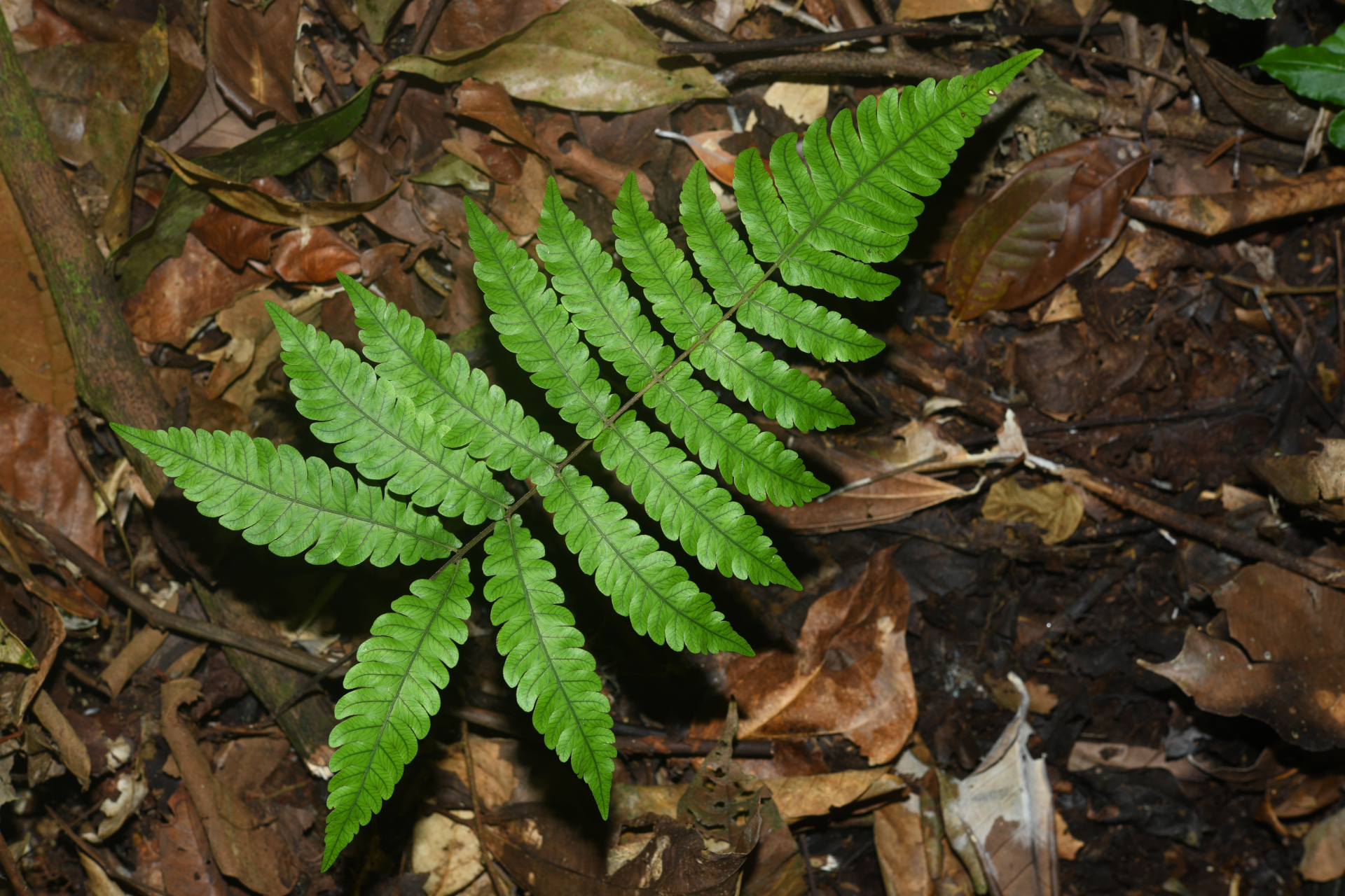 Goniopteris abrupta (Desv.) A.R.Sm. - Photo Bivouac Naturaliste