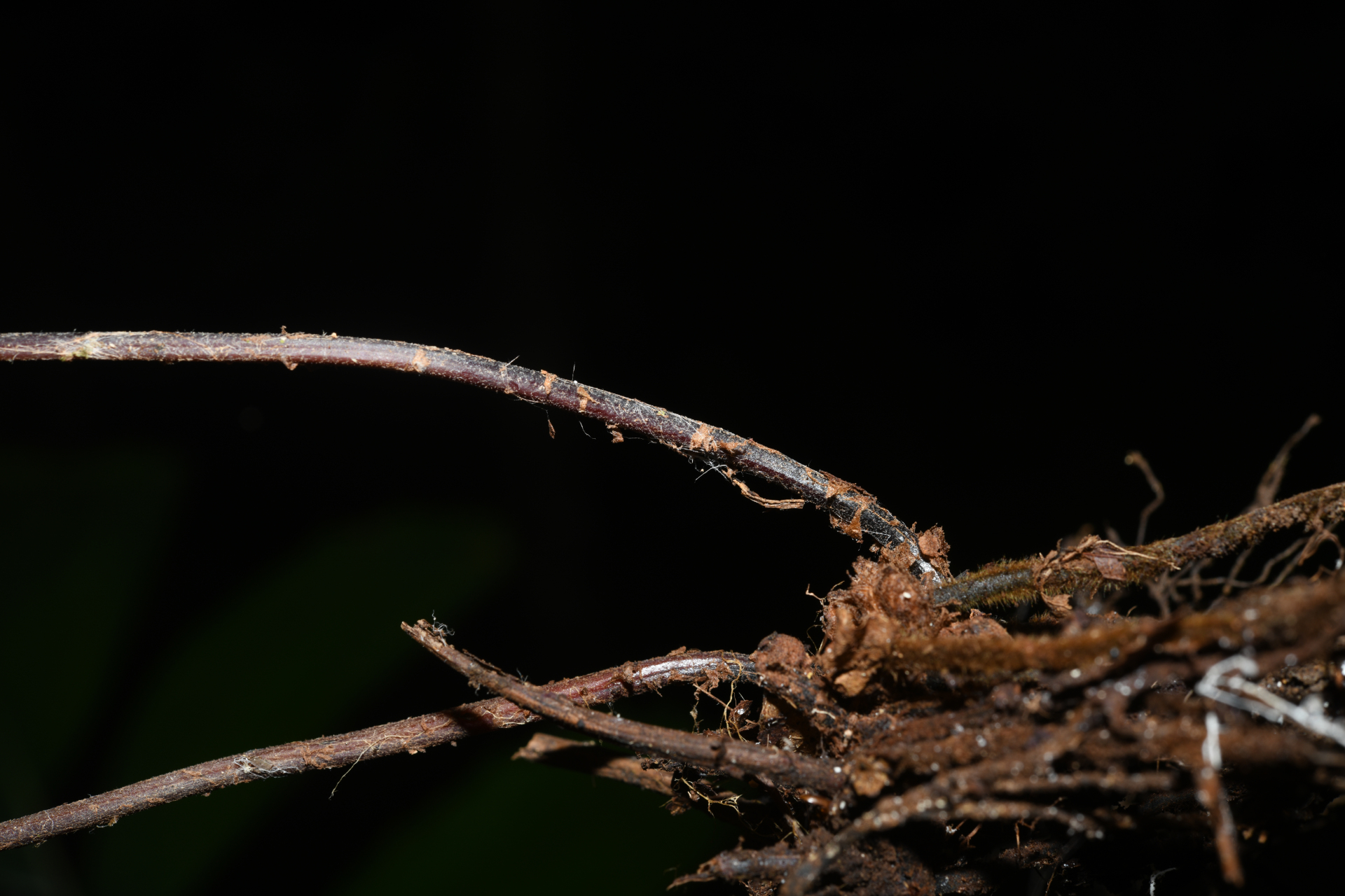 Goniopteris abrupta (Desv.) A.R.Sm. - Photo Bivouac Naturaliste