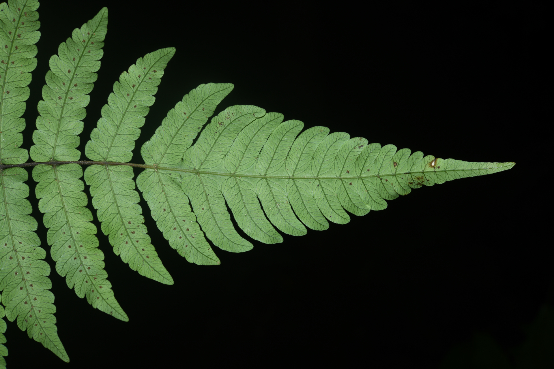Goniopteris abrupta (Desv.) A.R.Sm. - Photo Bivouac Naturaliste