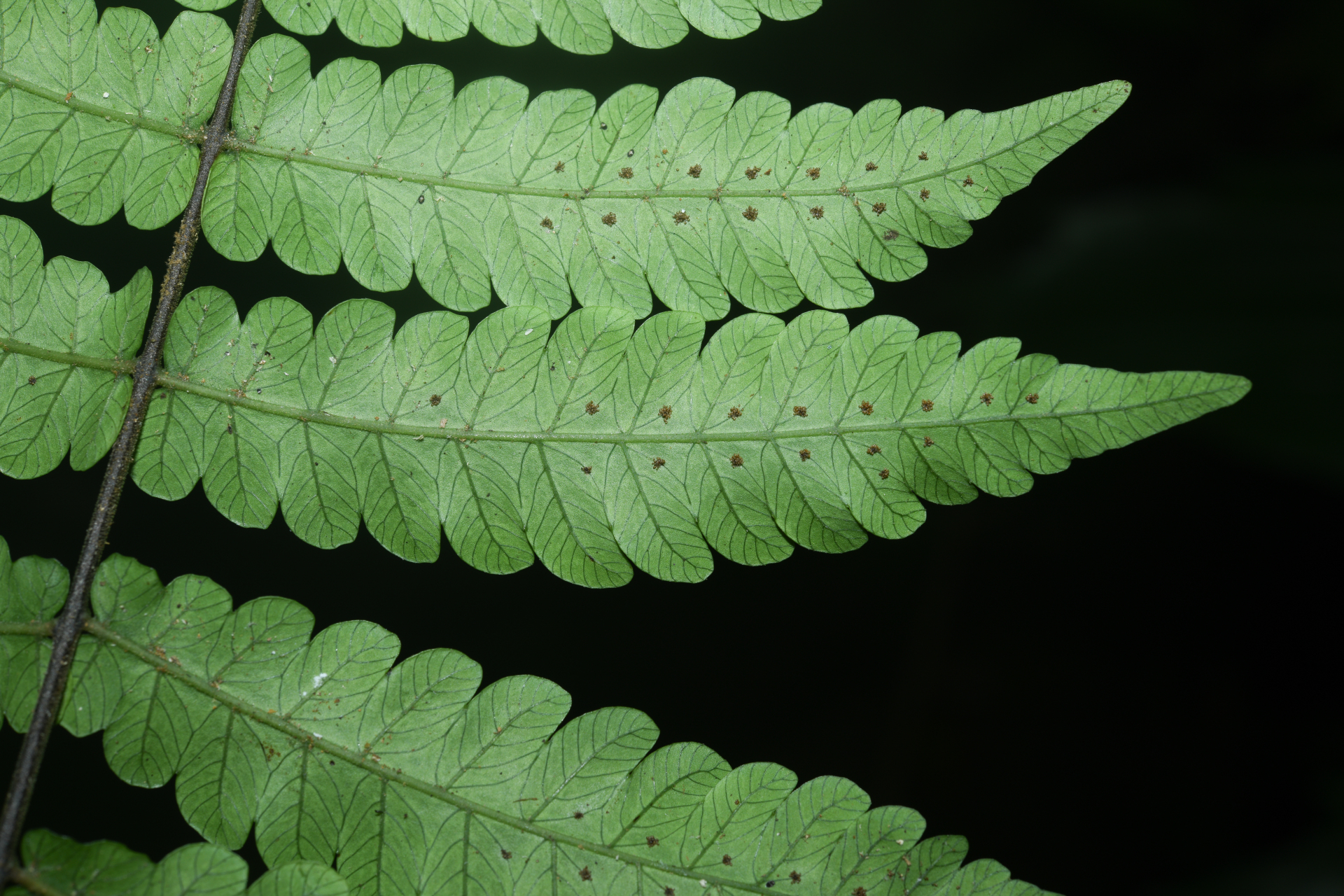 Goniopteris abrupta (Desv.) A.R.Sm. - Photo Bivouac Naturaliste