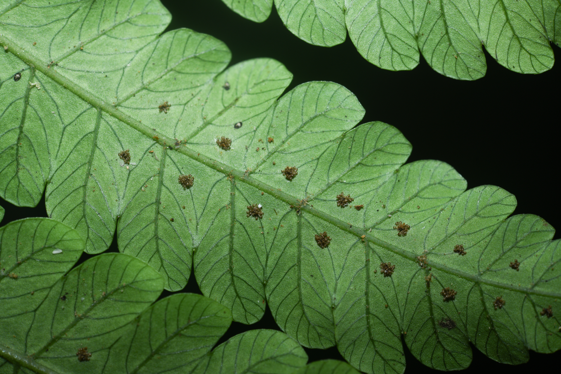 Goniopteris abrupta (Desv.) A.R.Sm. - Photo Bivouac Naturaliste