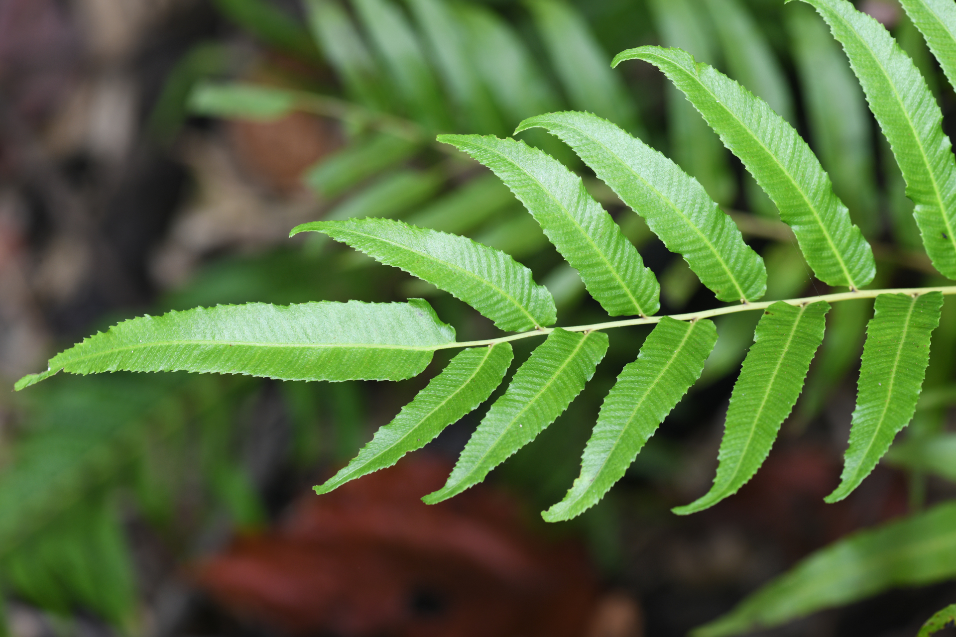 Meniscium serratum Cav. - Photo Bivouac Naturaliste